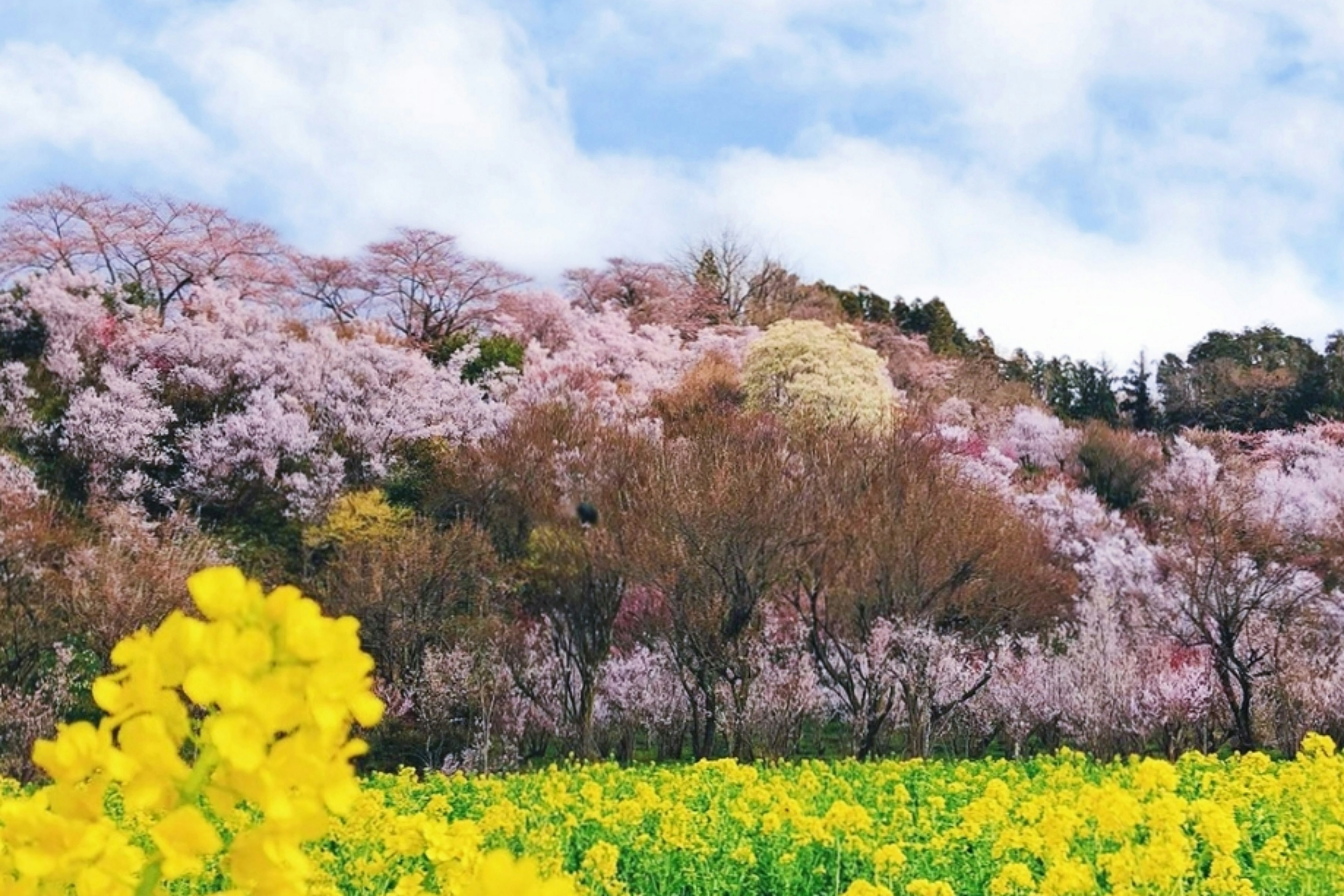 Paisaje de primavera con cerezos en flor y flores de colza