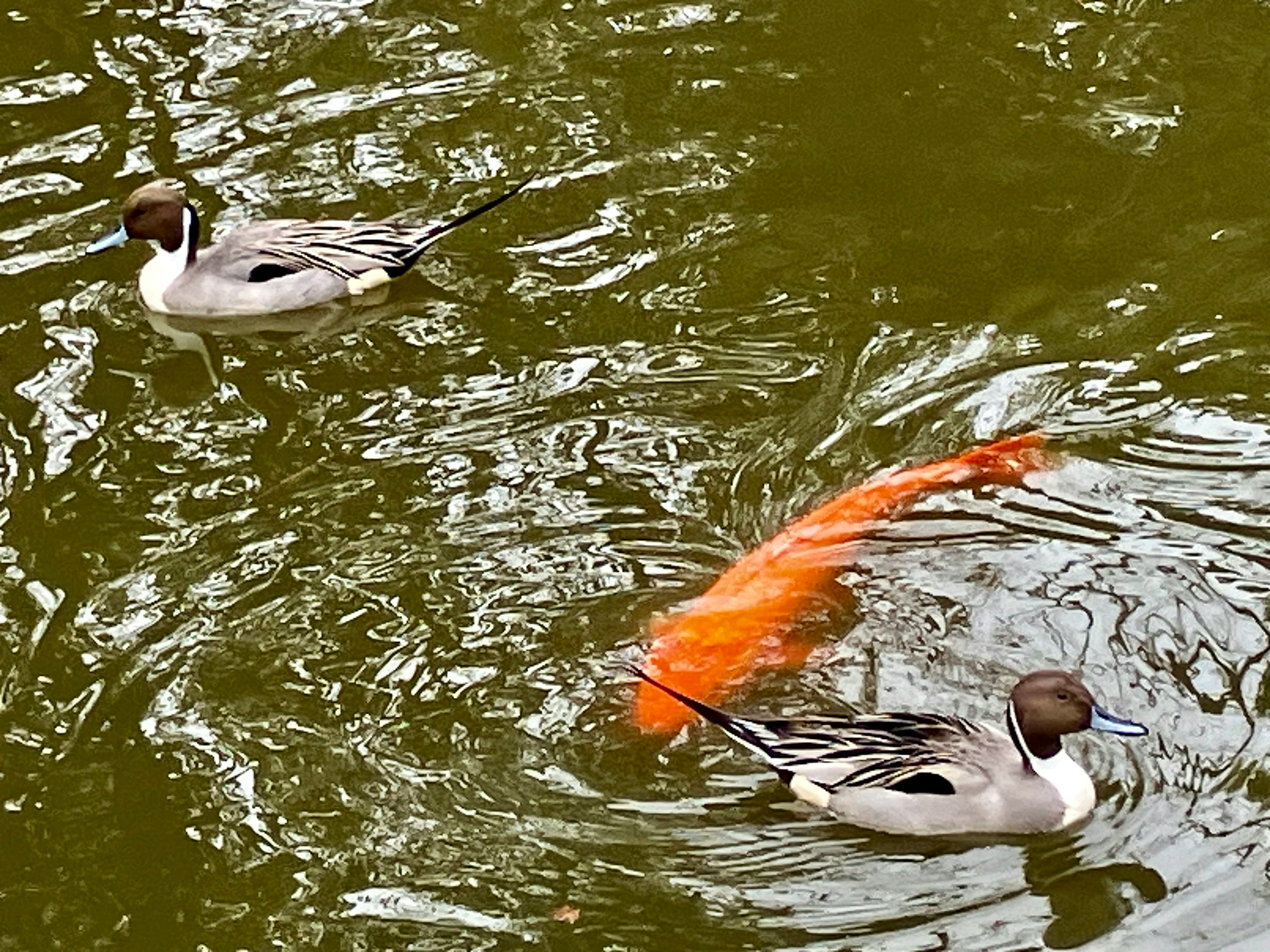 Two ducks swimming on the water with a koi fish