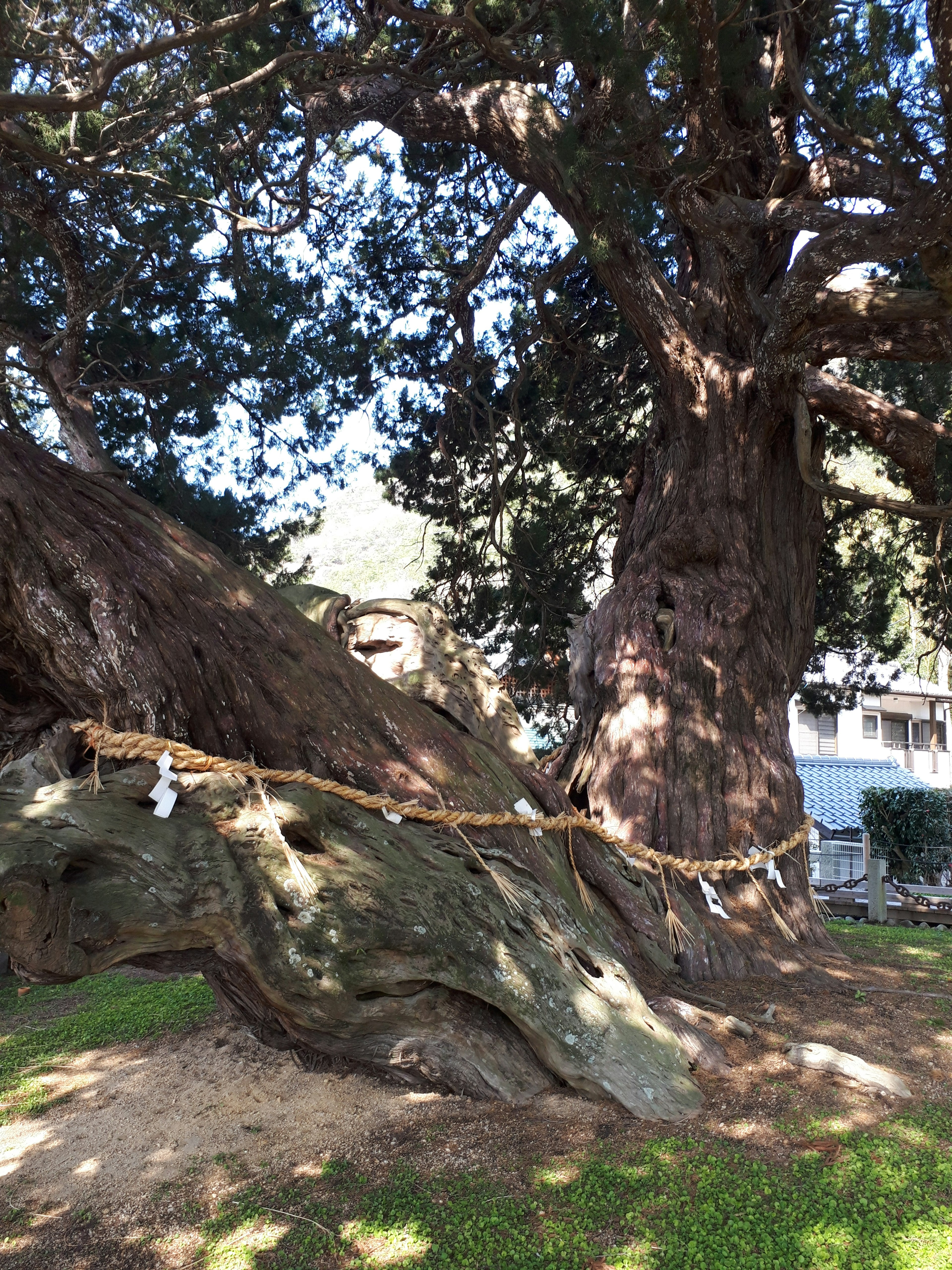 Gran árbol antiguo con tronco retorcido y área de césped verde