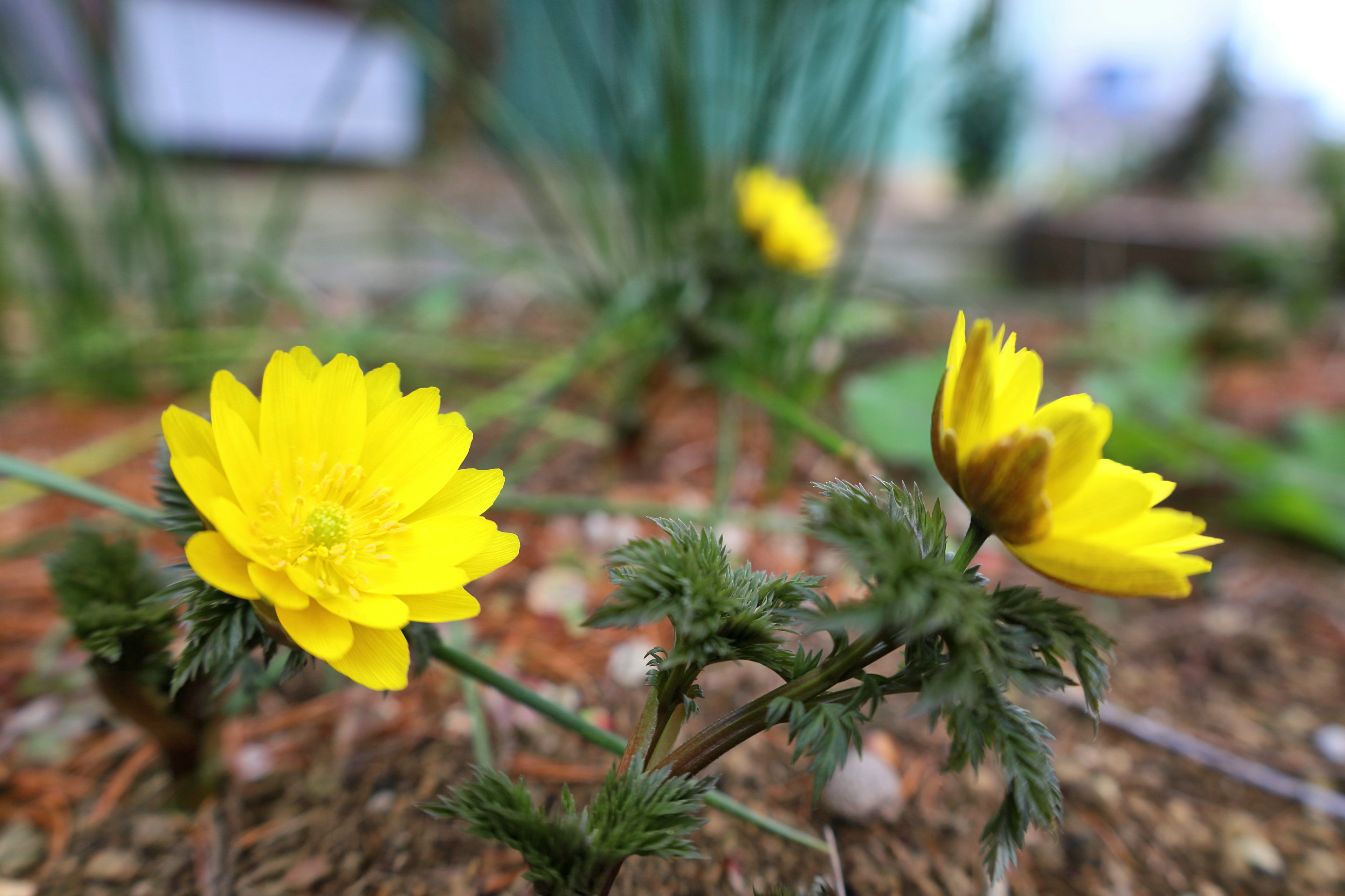 Close-up of vibrant yellow flowers blooming with green leaves in the background