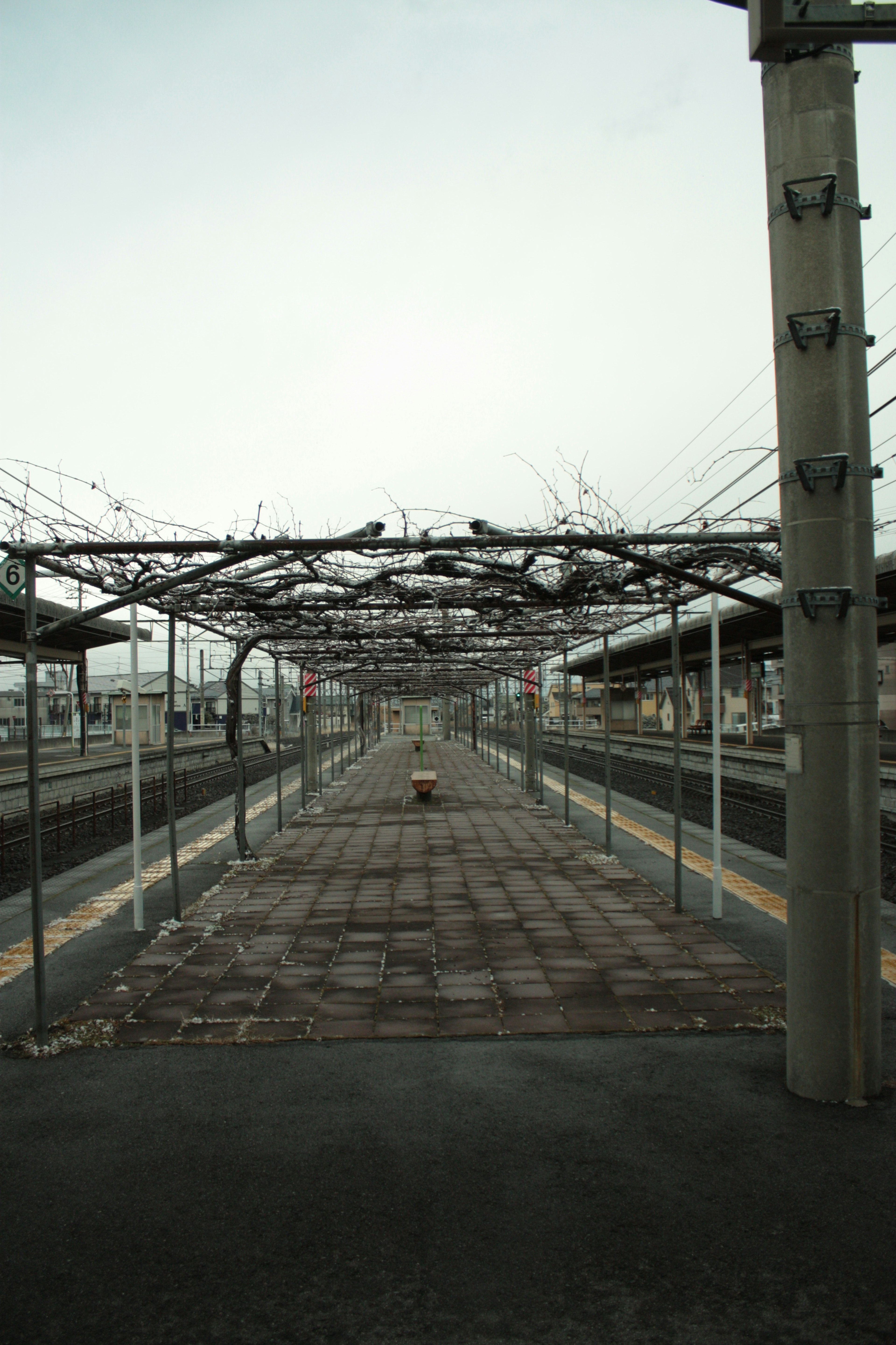 Plataforma de tren vacía con dosel cubierto de maleza y vías