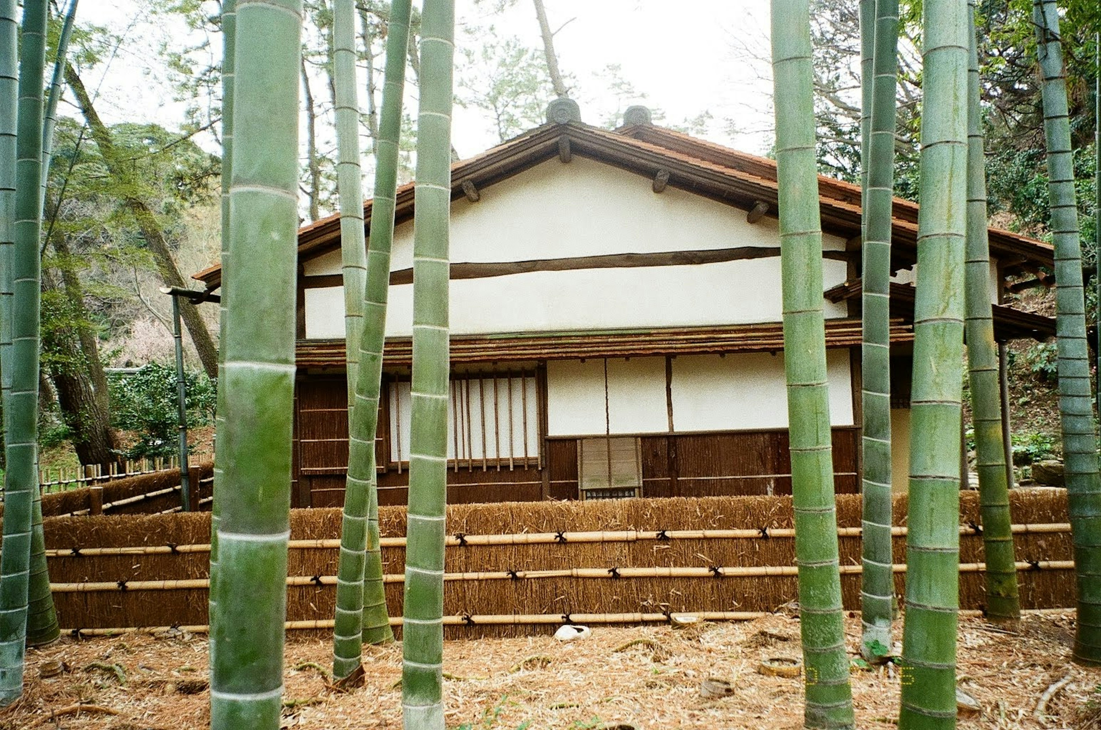 Maison japonaise traditionnelle entourée d'une forêt de bambous