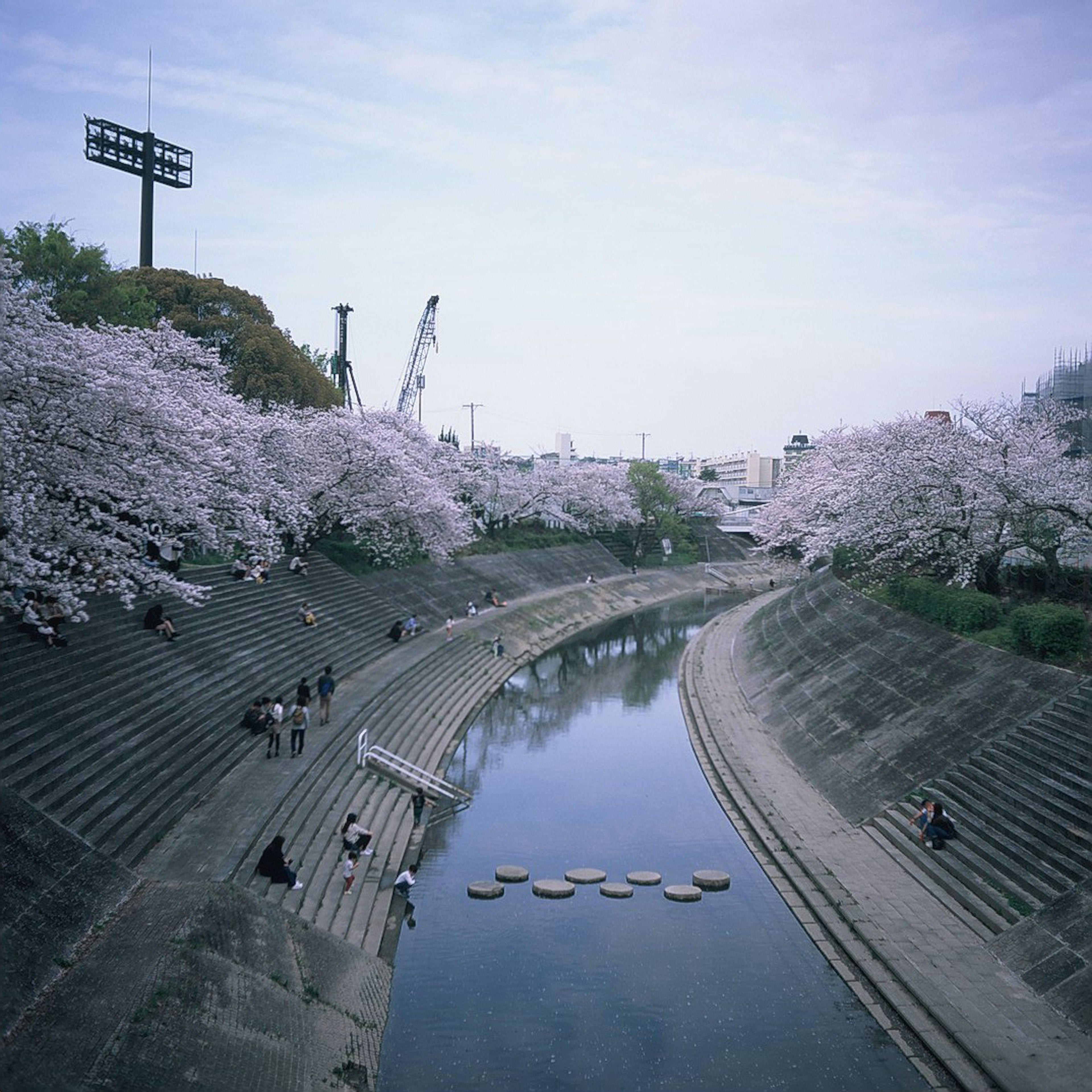 桜の木が咲く川沿いの風景で人々が楽しんでいる