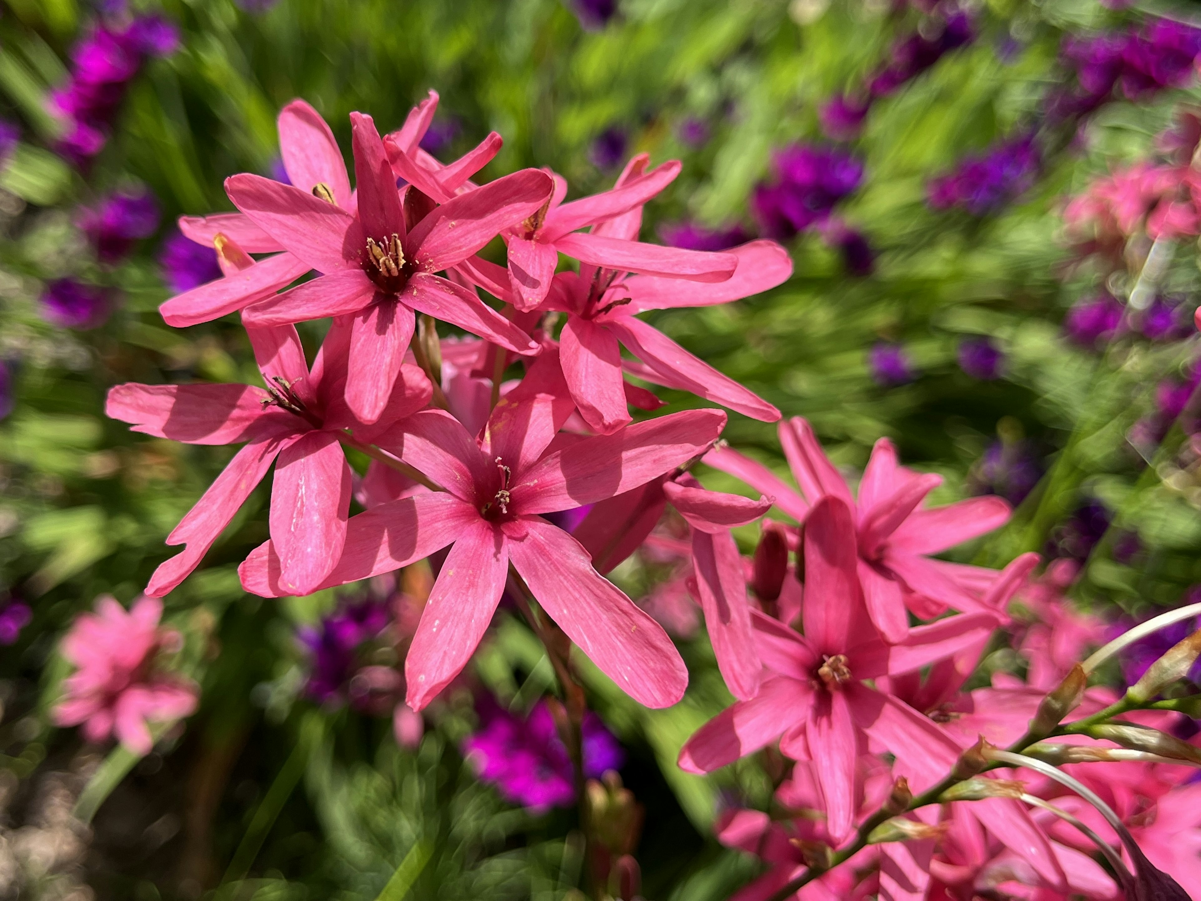 鮮やかなピンクの花が群生している様子が捉えられている