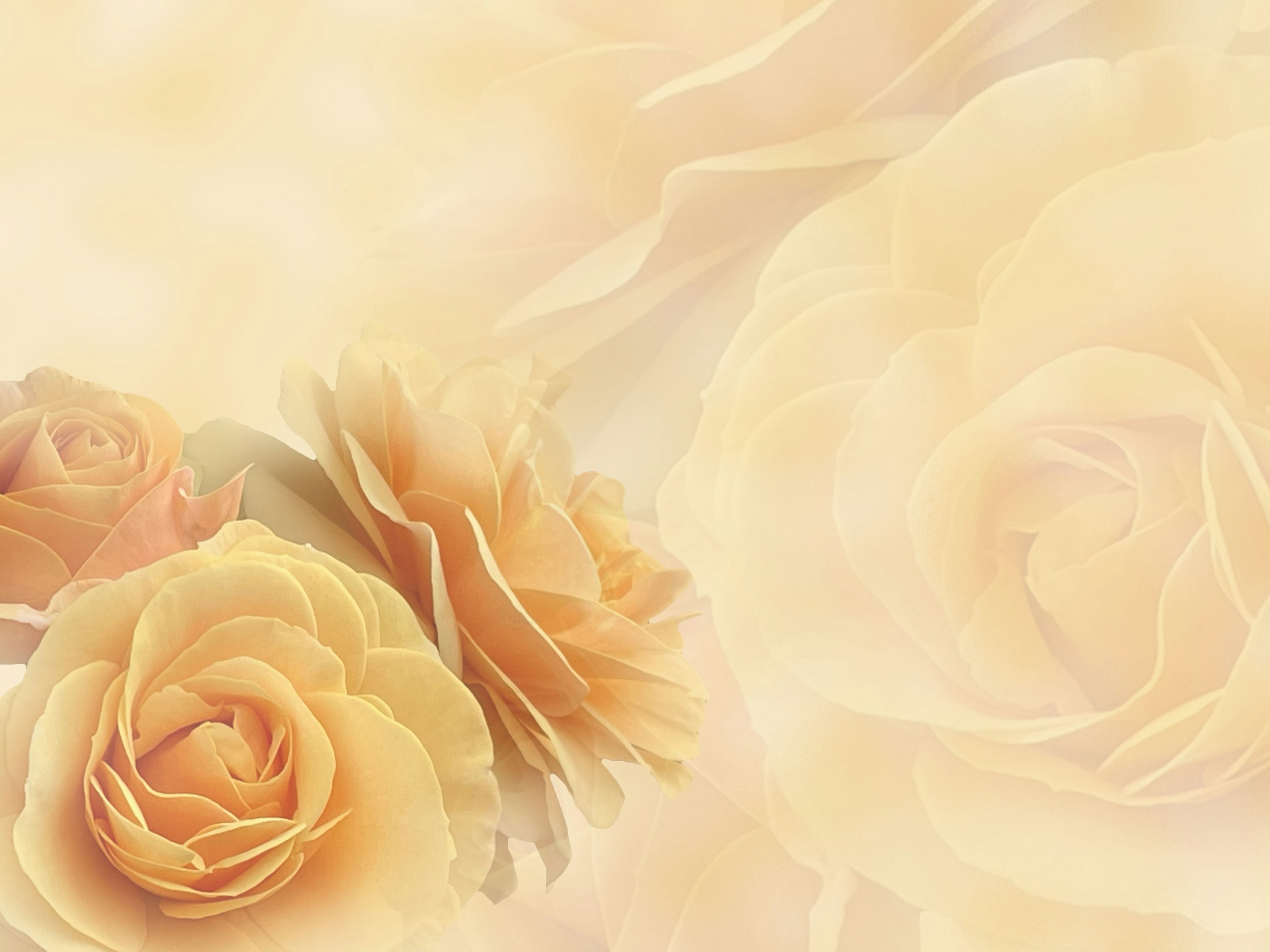 Soft peach roses with a blurred background creating a serene floral image