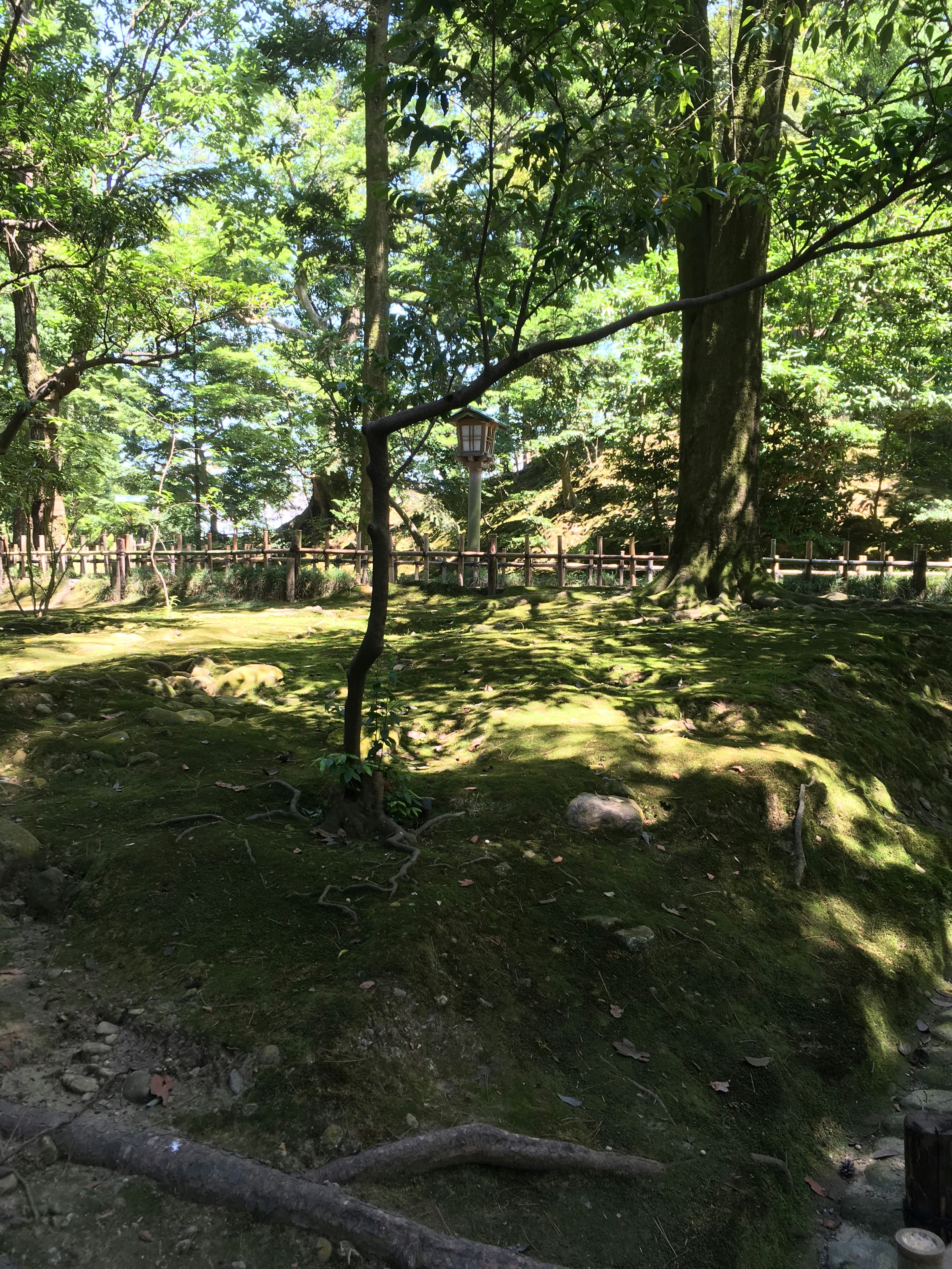 Scena forestale lussureggiante con alberi e terreno muschioso