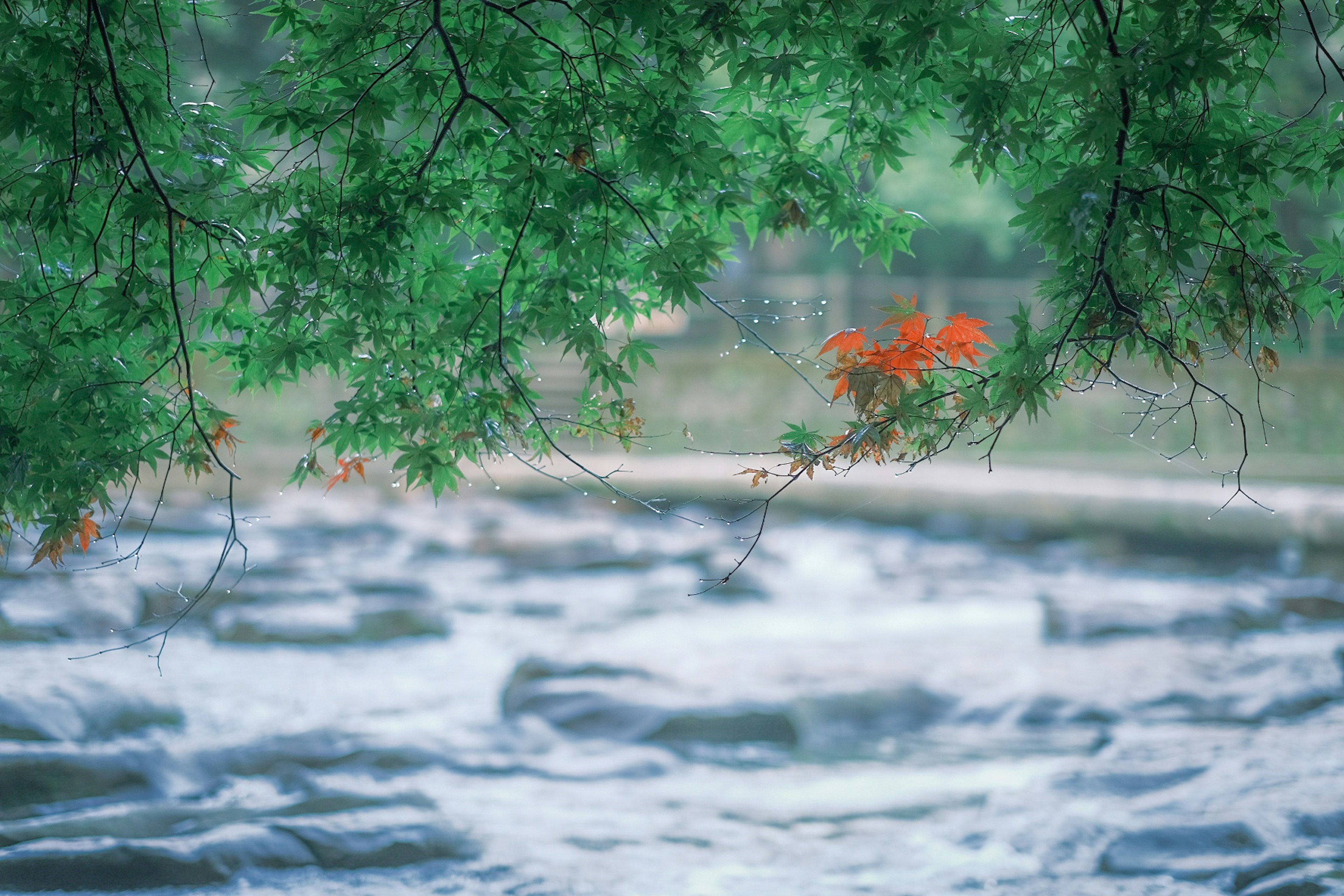 Escena de río tranquila con hojas verdes y un toque de flores rojas