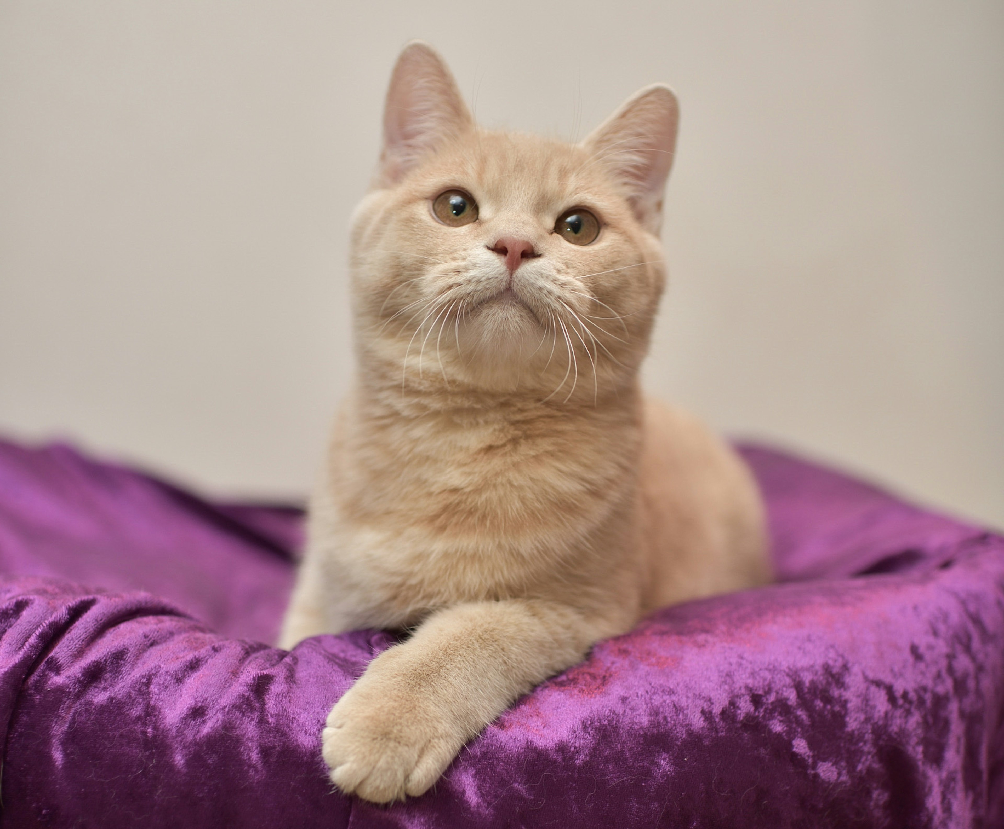 A cute cat lying on a purple fabric