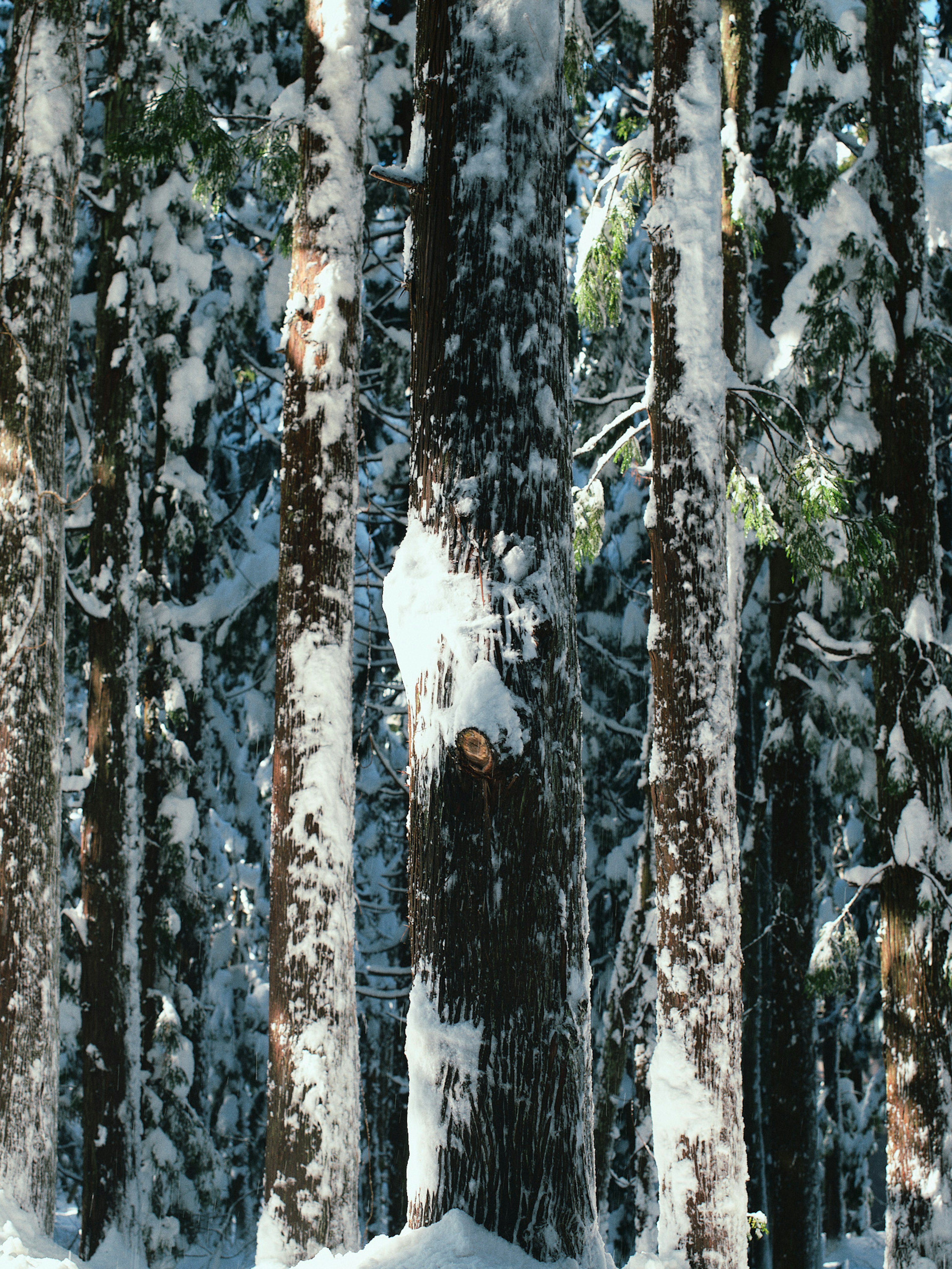 A beautiful winter scene with trees covered in snow in a forest