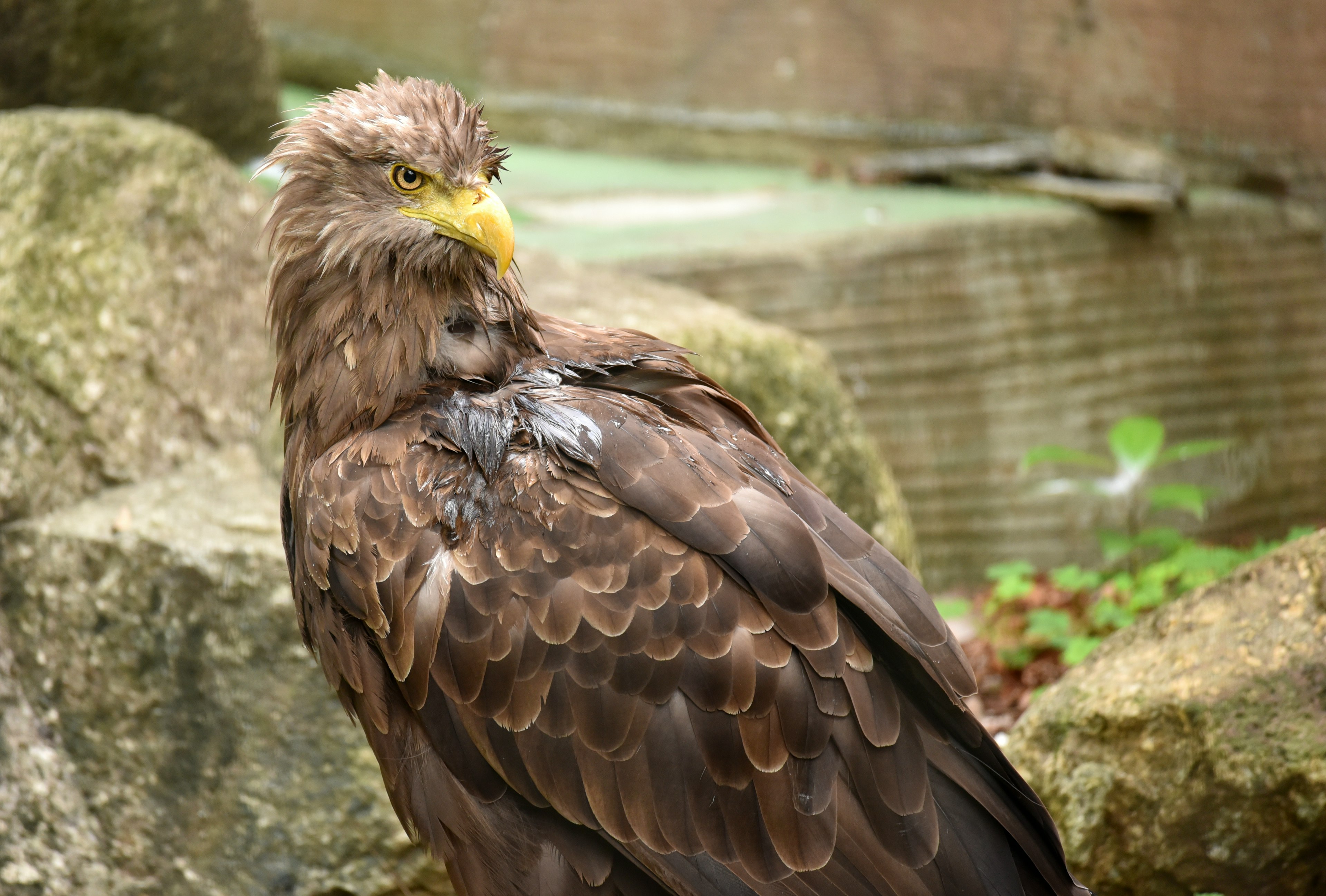 Brown eagle perched on a rock