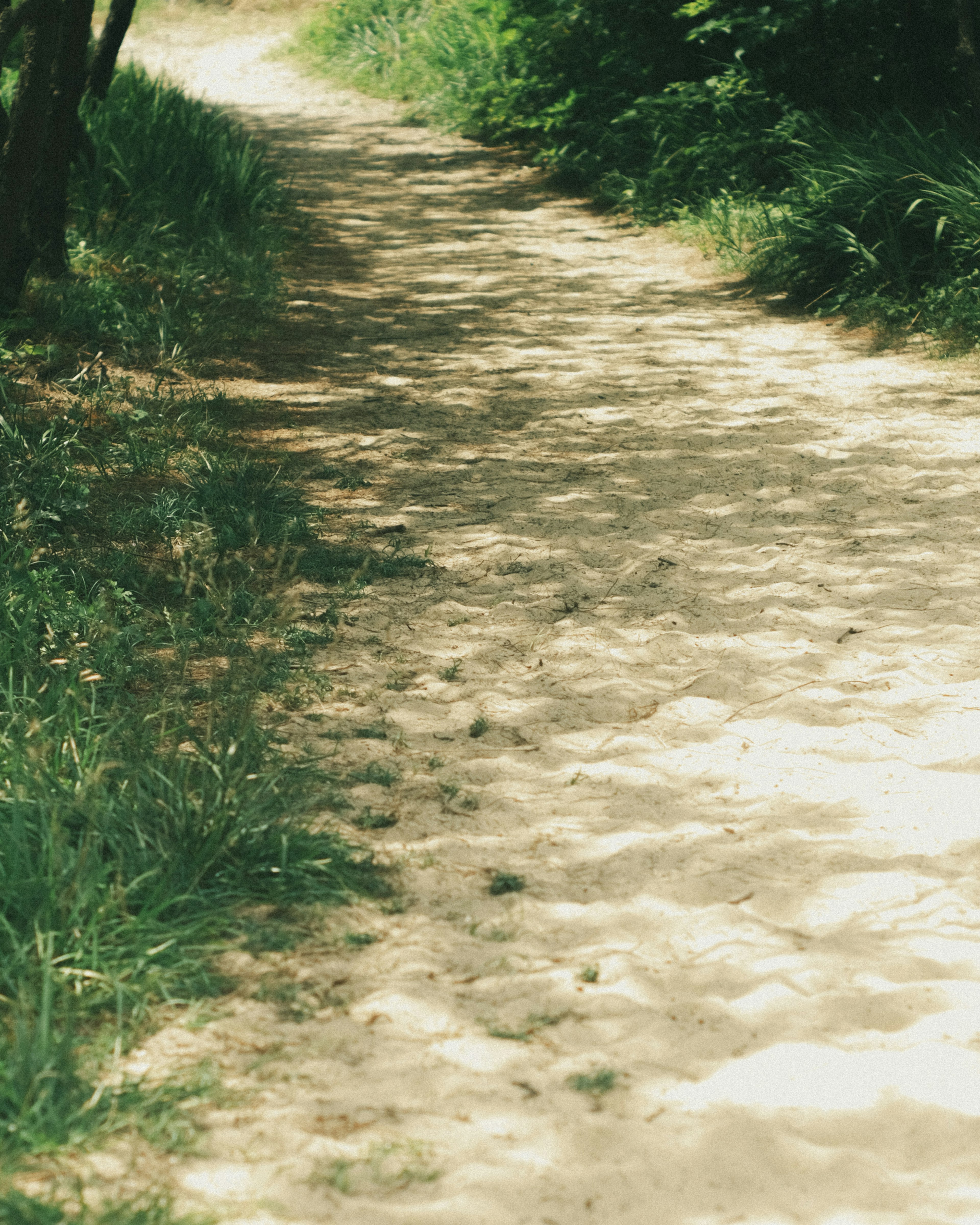 Gravel path surrounded by greenery and trees