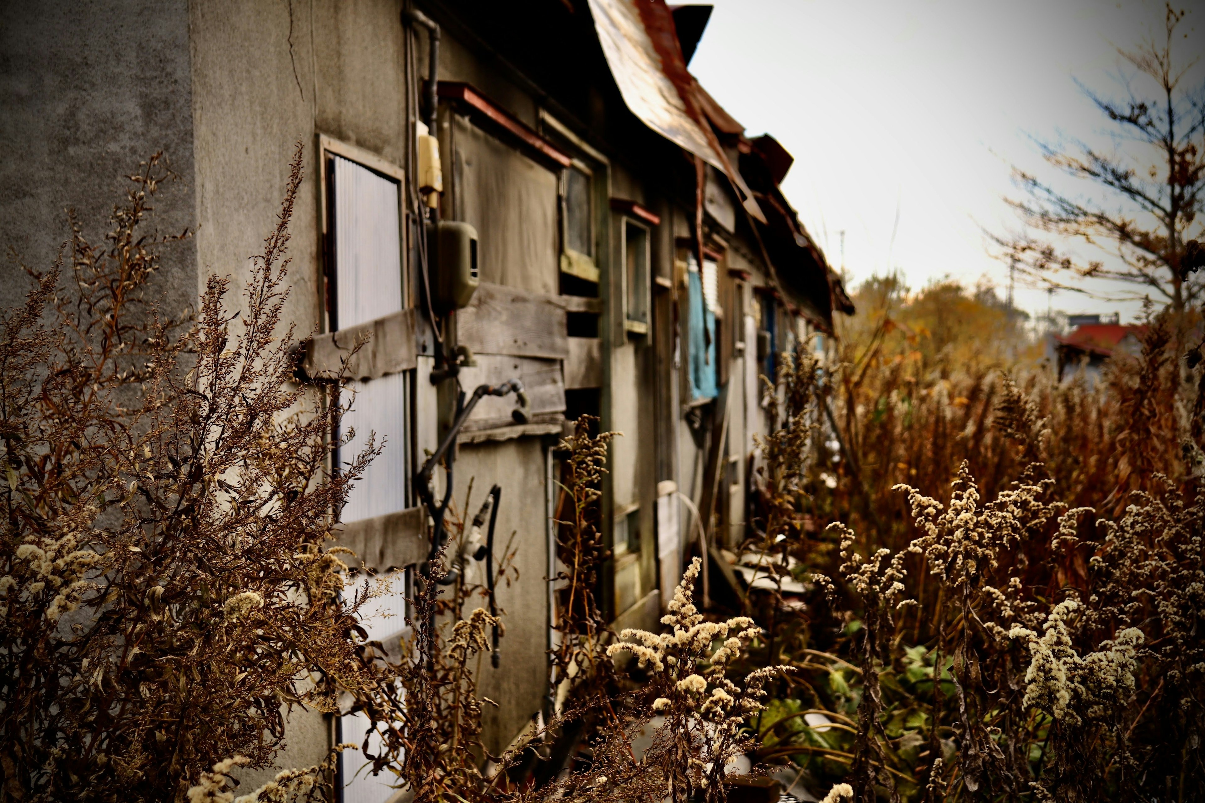 Abandoned house exterior with overgrown weeds