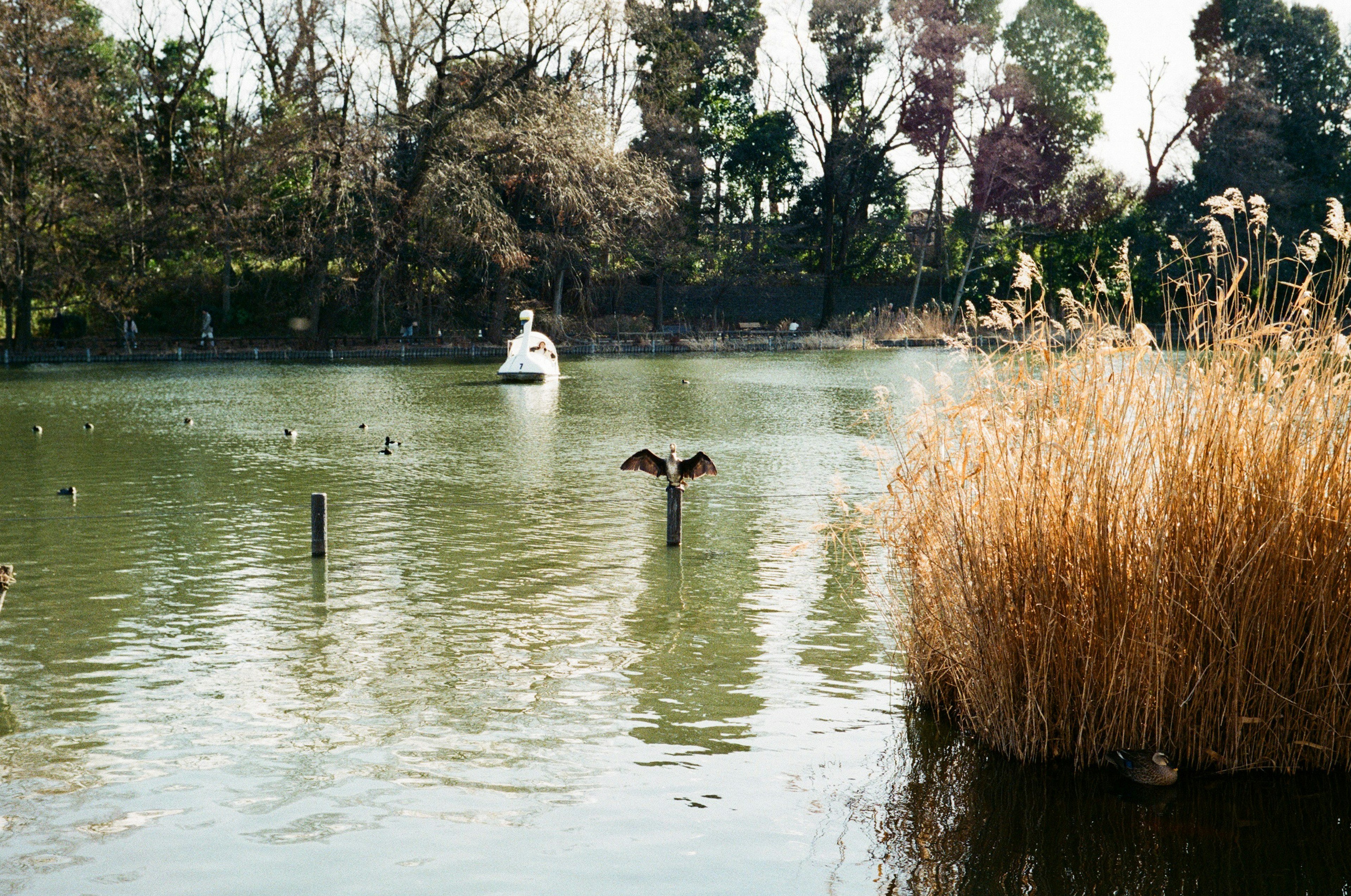 Serene lake view featuring a white boat and lakeside reeds