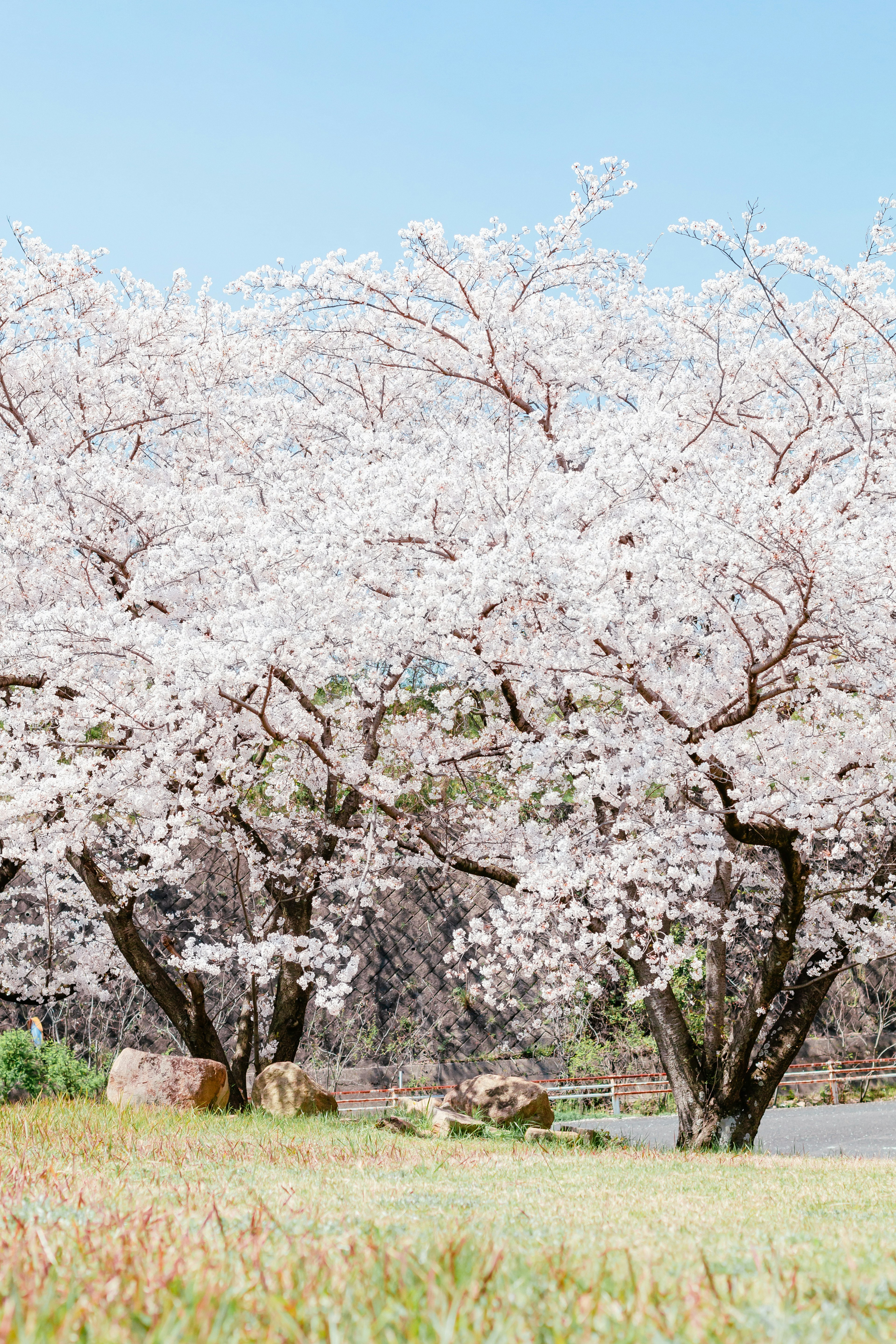 Pohon sakura yang mekar dengan langit biru cerah