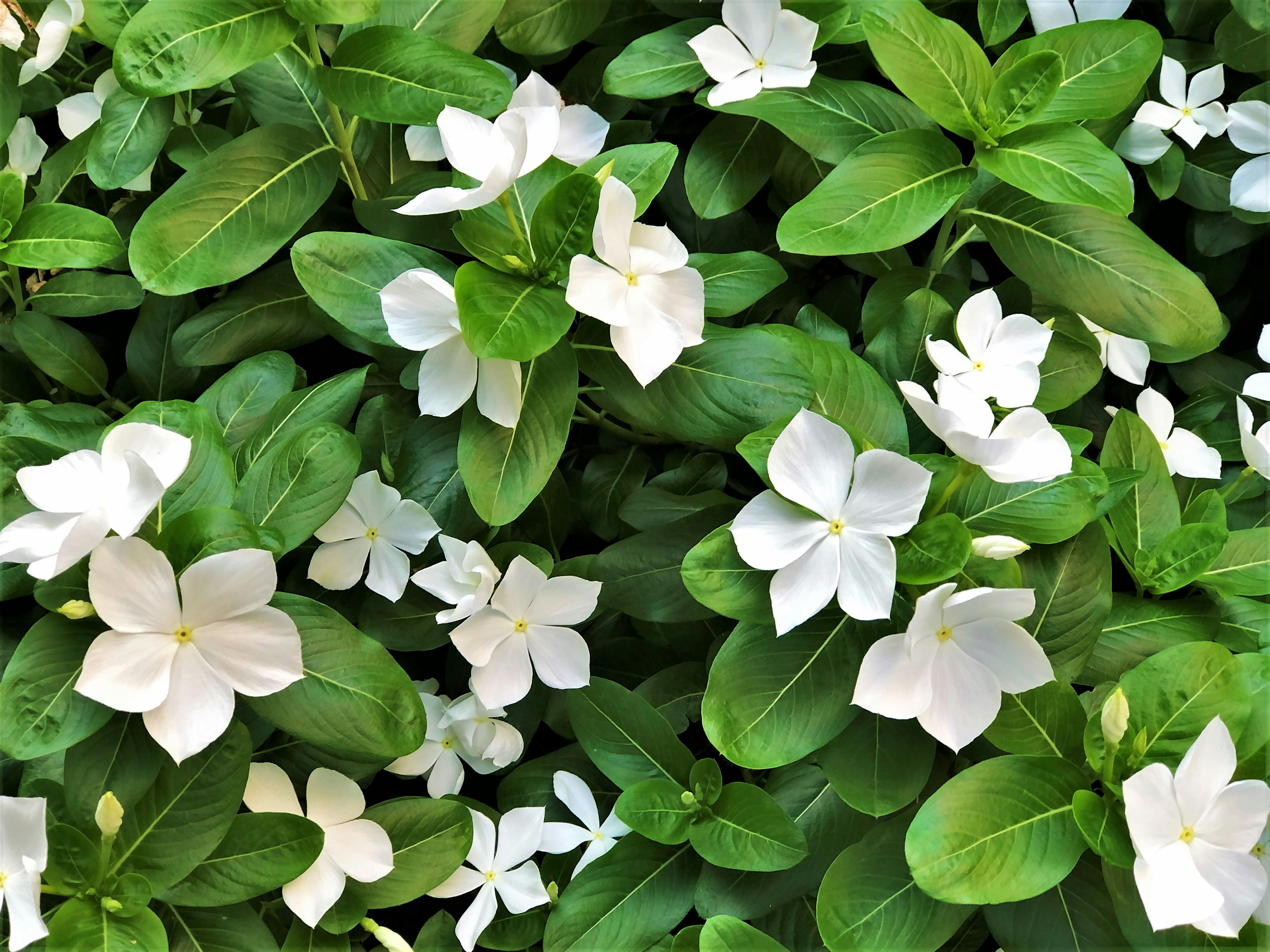 Büschel von weißen Blumen umgeben von grünen Blättern