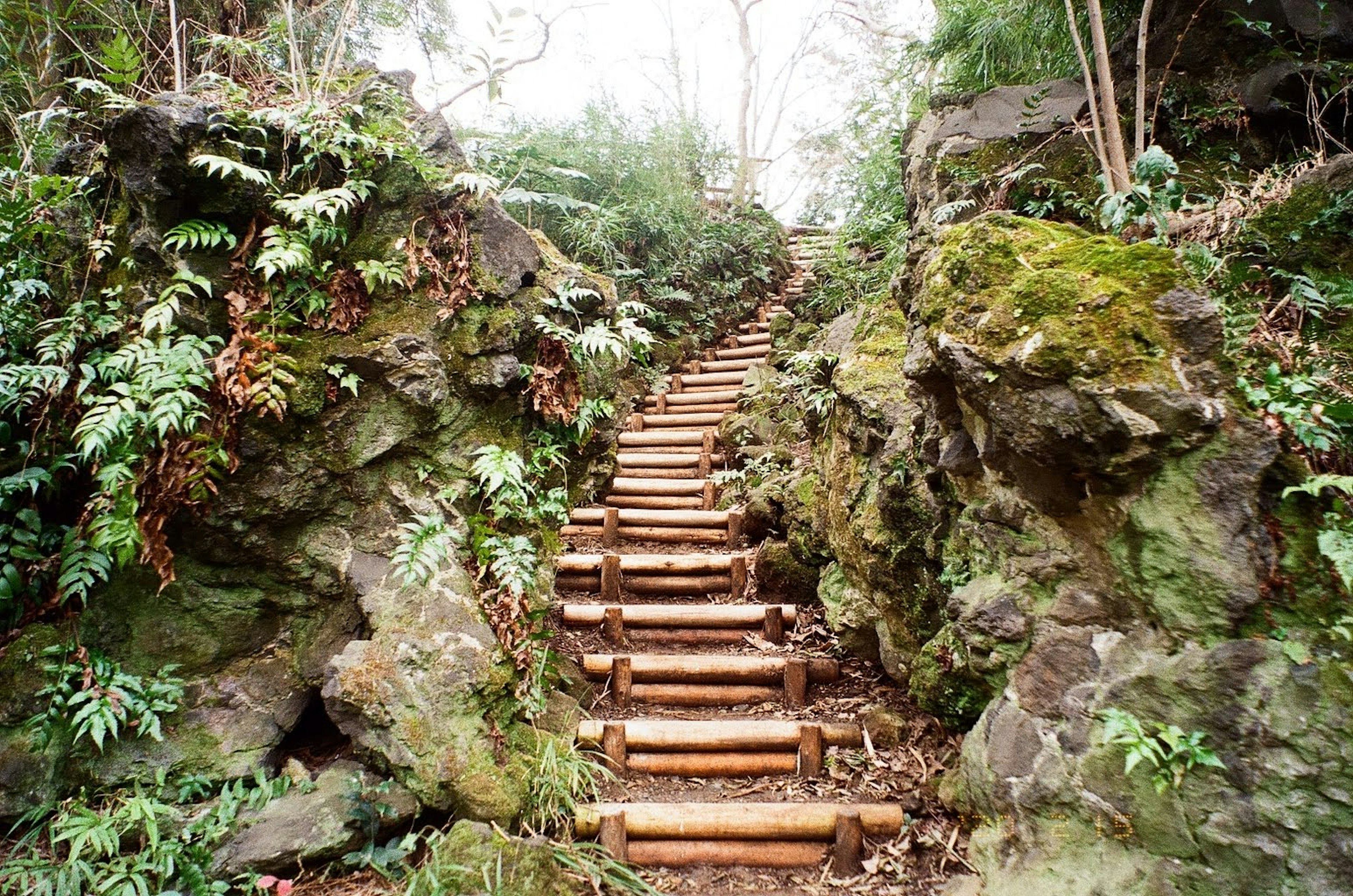 Escaliers en bois montant à travers un terrain rocheux avec une végétation luxuriante