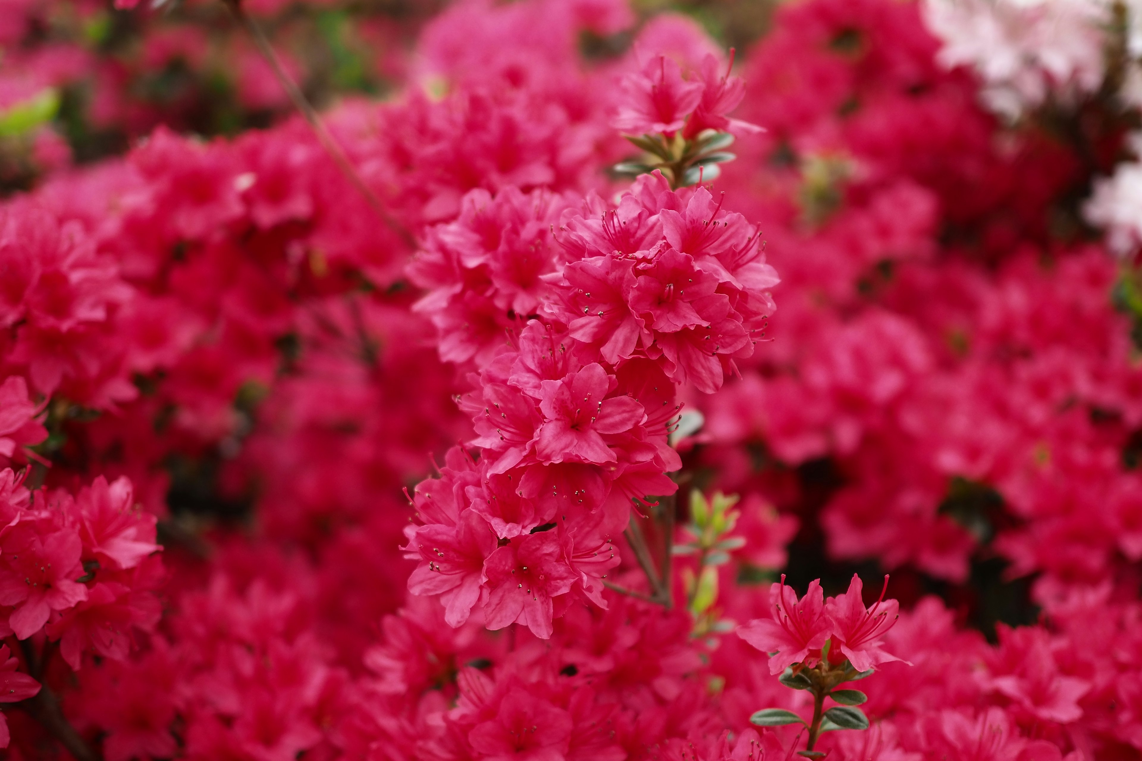 Vibrant pink azalea flowers densely blooming