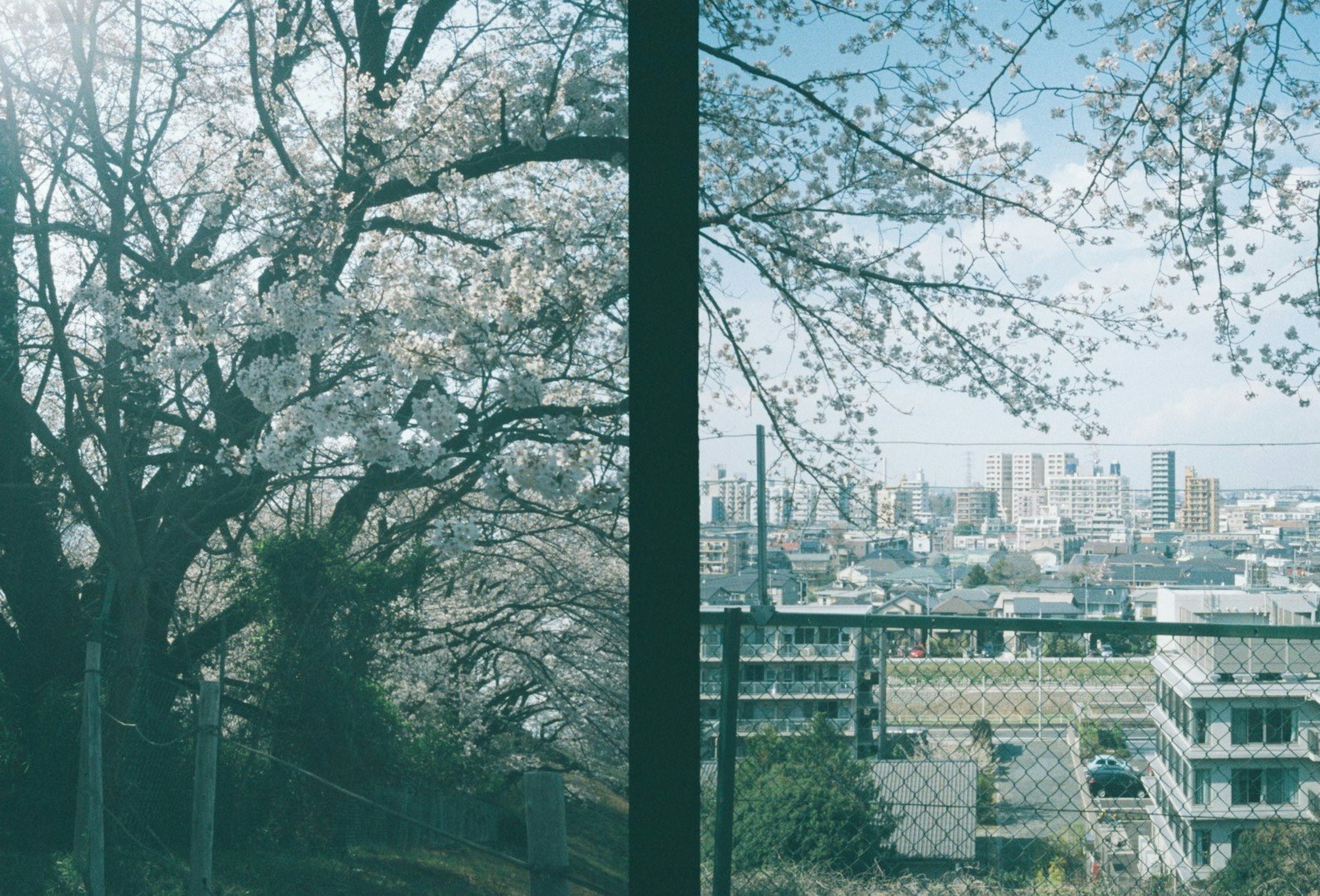 窗外景色，櫻花樹和城市天際線