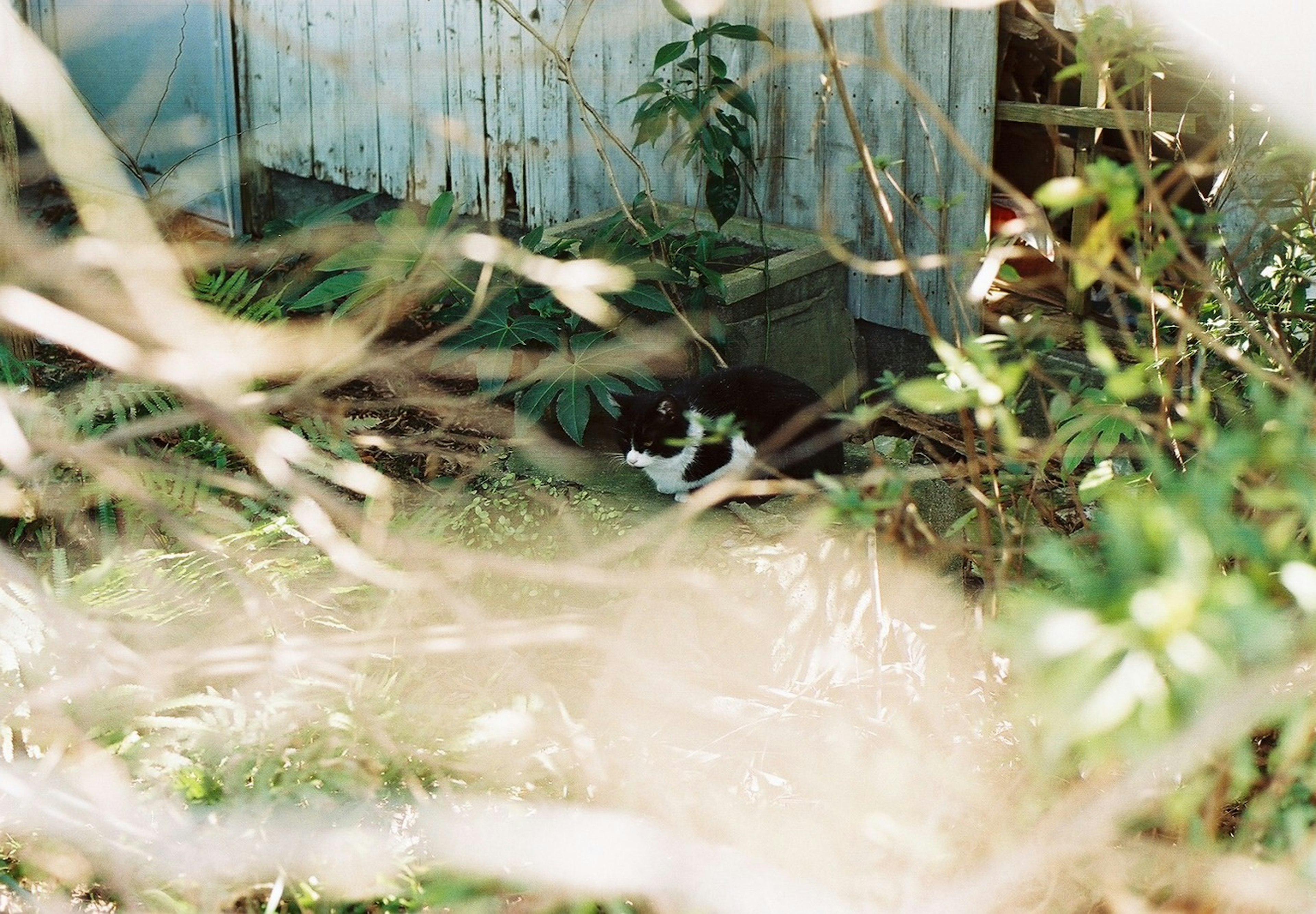 Eine schwarz-weiße Katze, die im Gras neben einer alten blauen Hütte versteckt ist