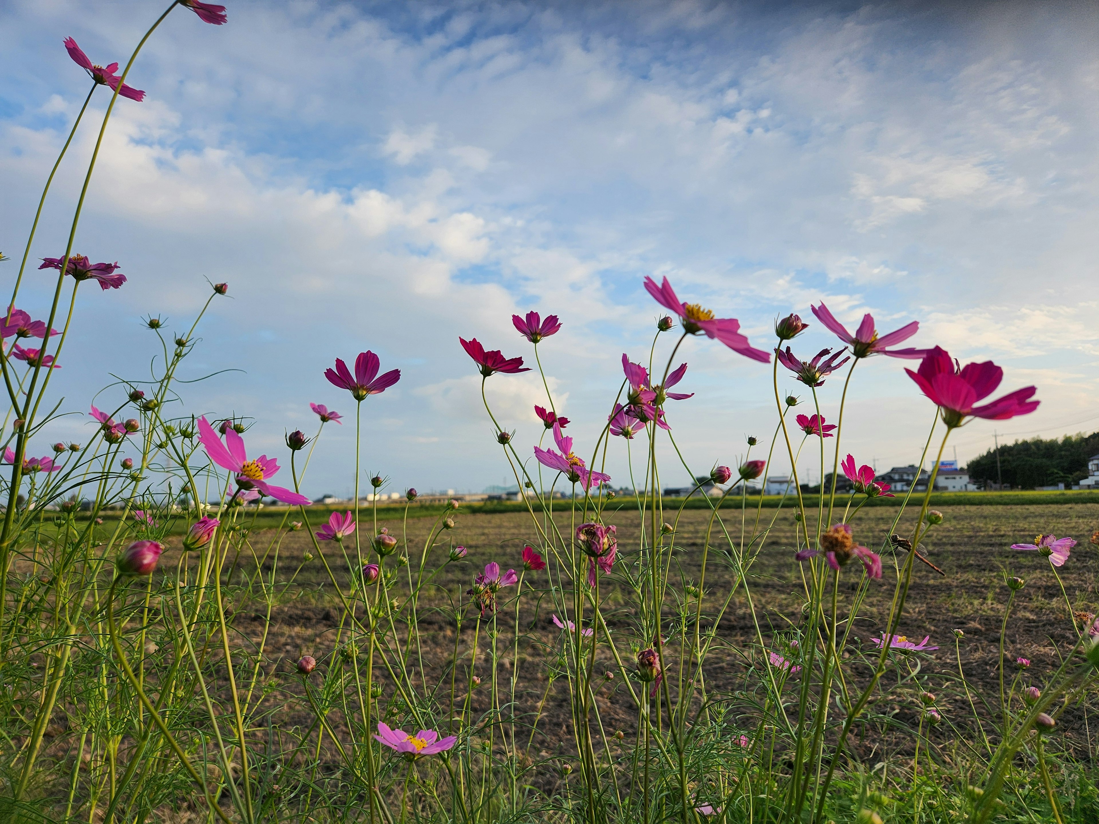 空に広がる青色とピンクのコスモスの花が咲く風景