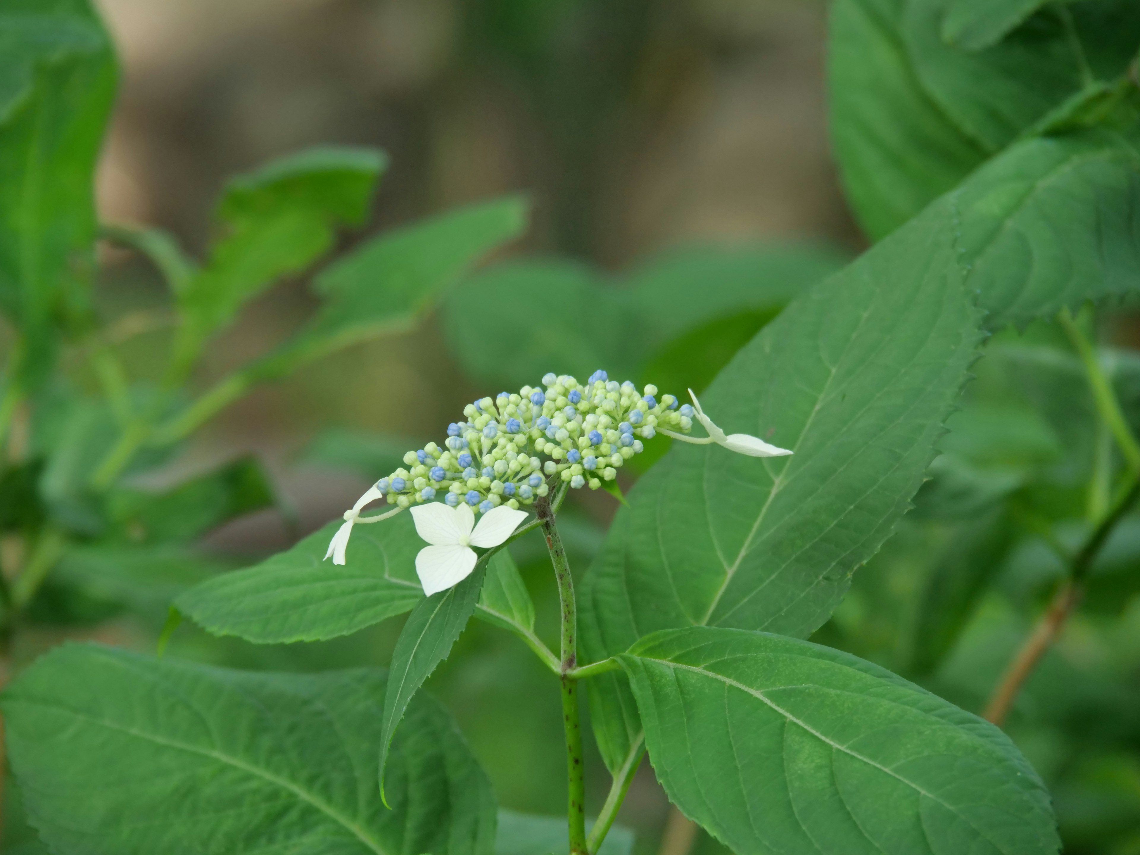 Piccole fiori bianchi e gemme blu di ortensia circondate da foglie verdi