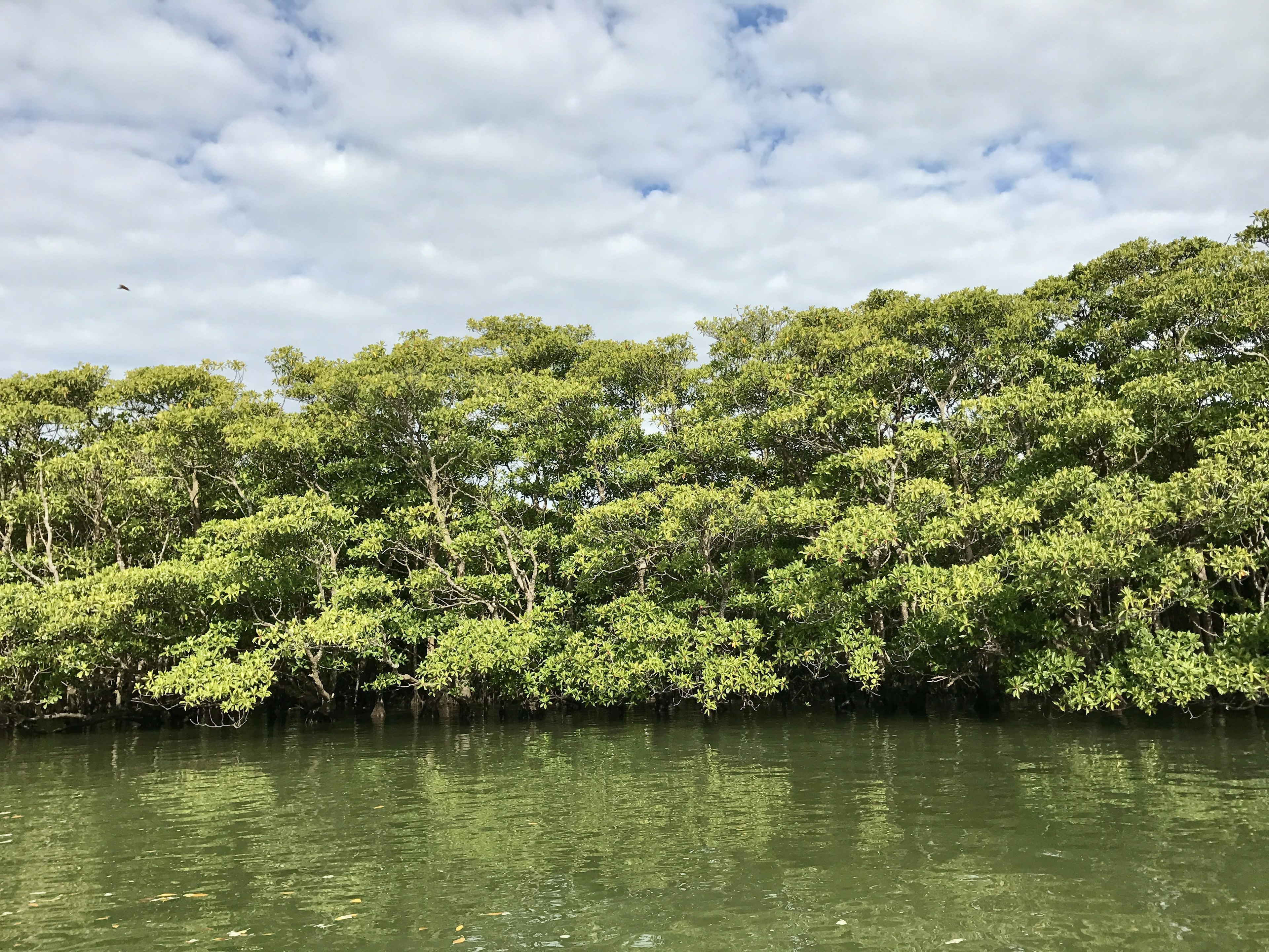 Alberi di mangrovie lussureggianti lungo una superficie d'acqua calma