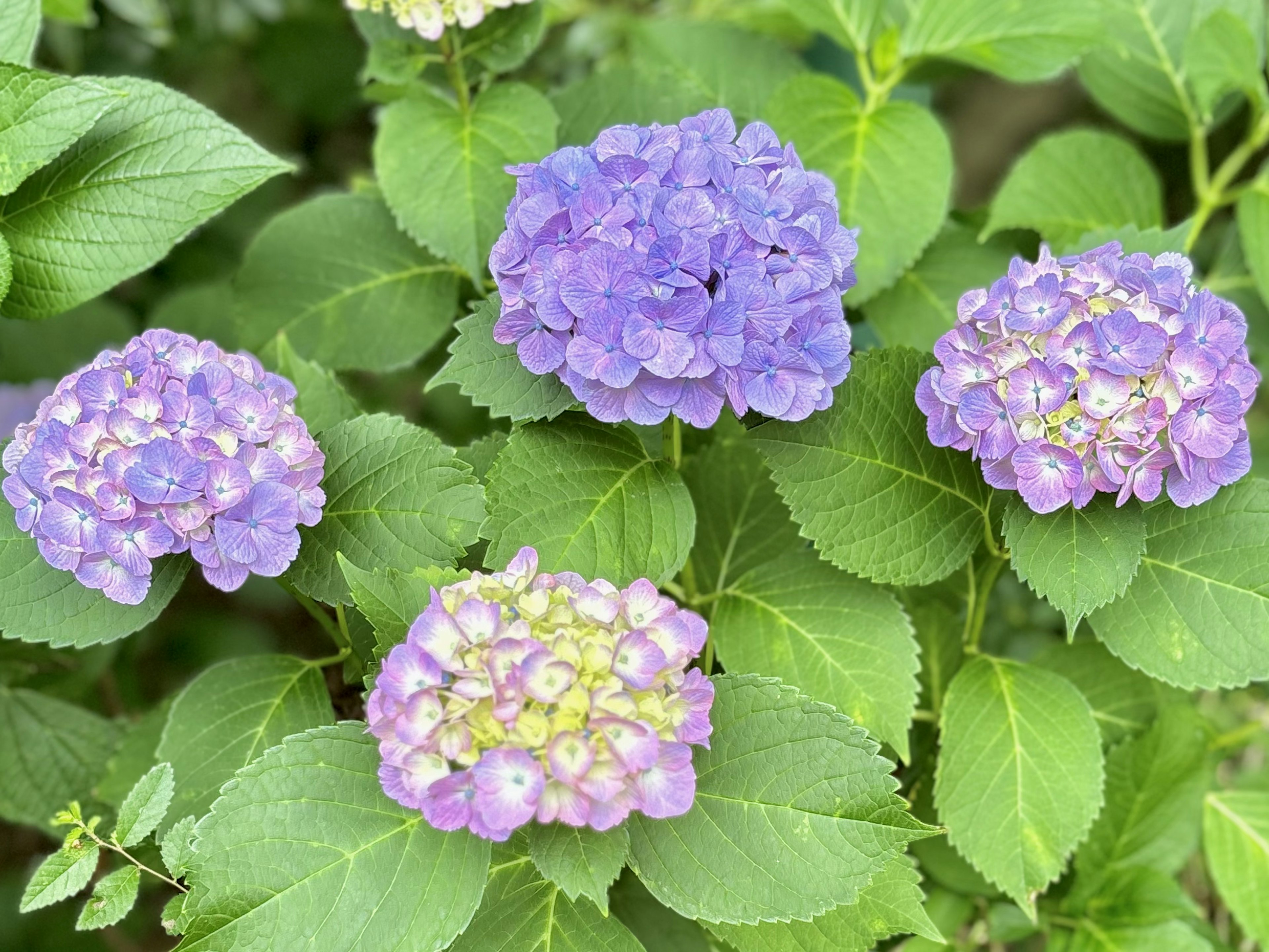 Purple hydrangea flowers blooming among green leaves