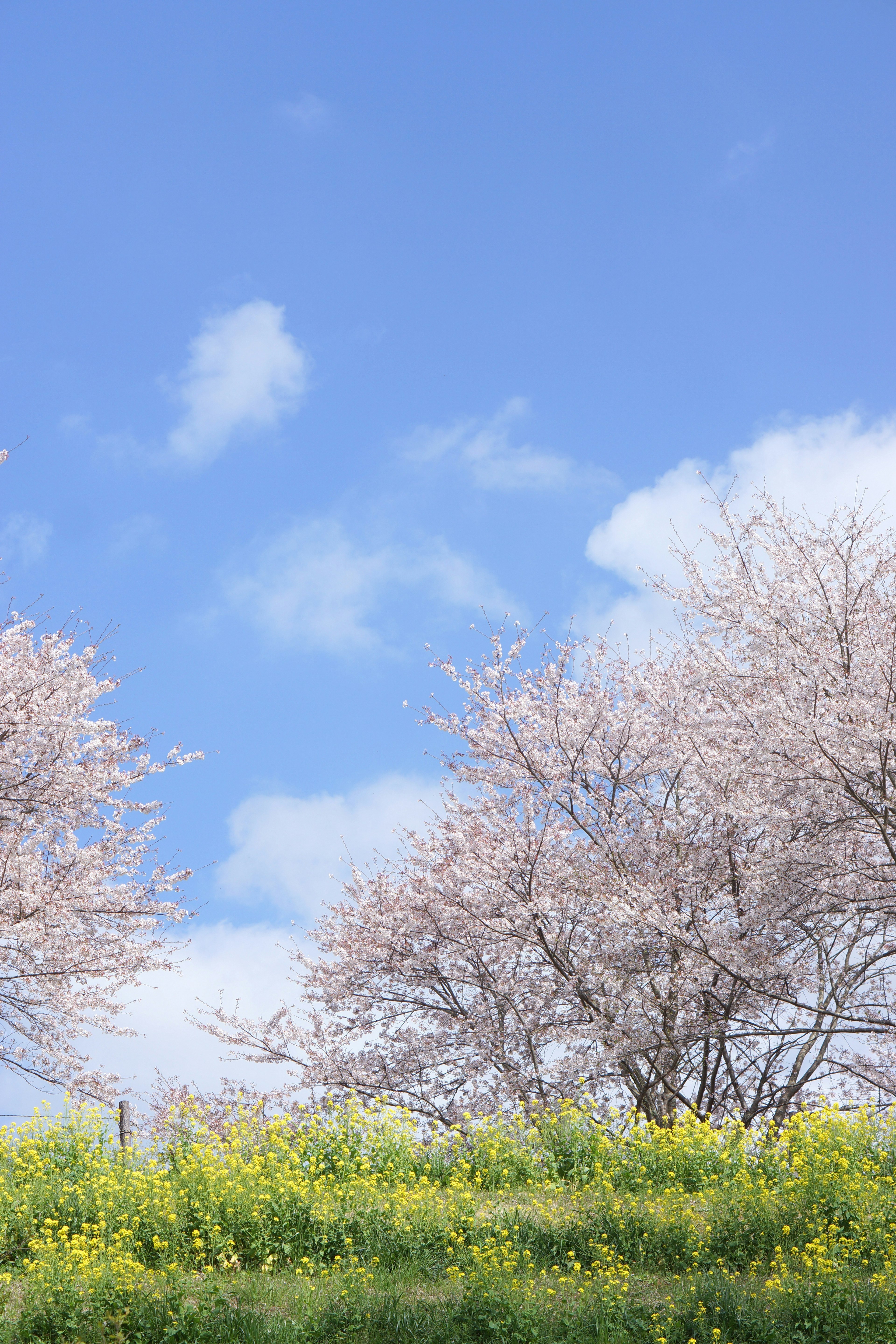 Bunga sakura dan bunga kuning di bawah langit biru