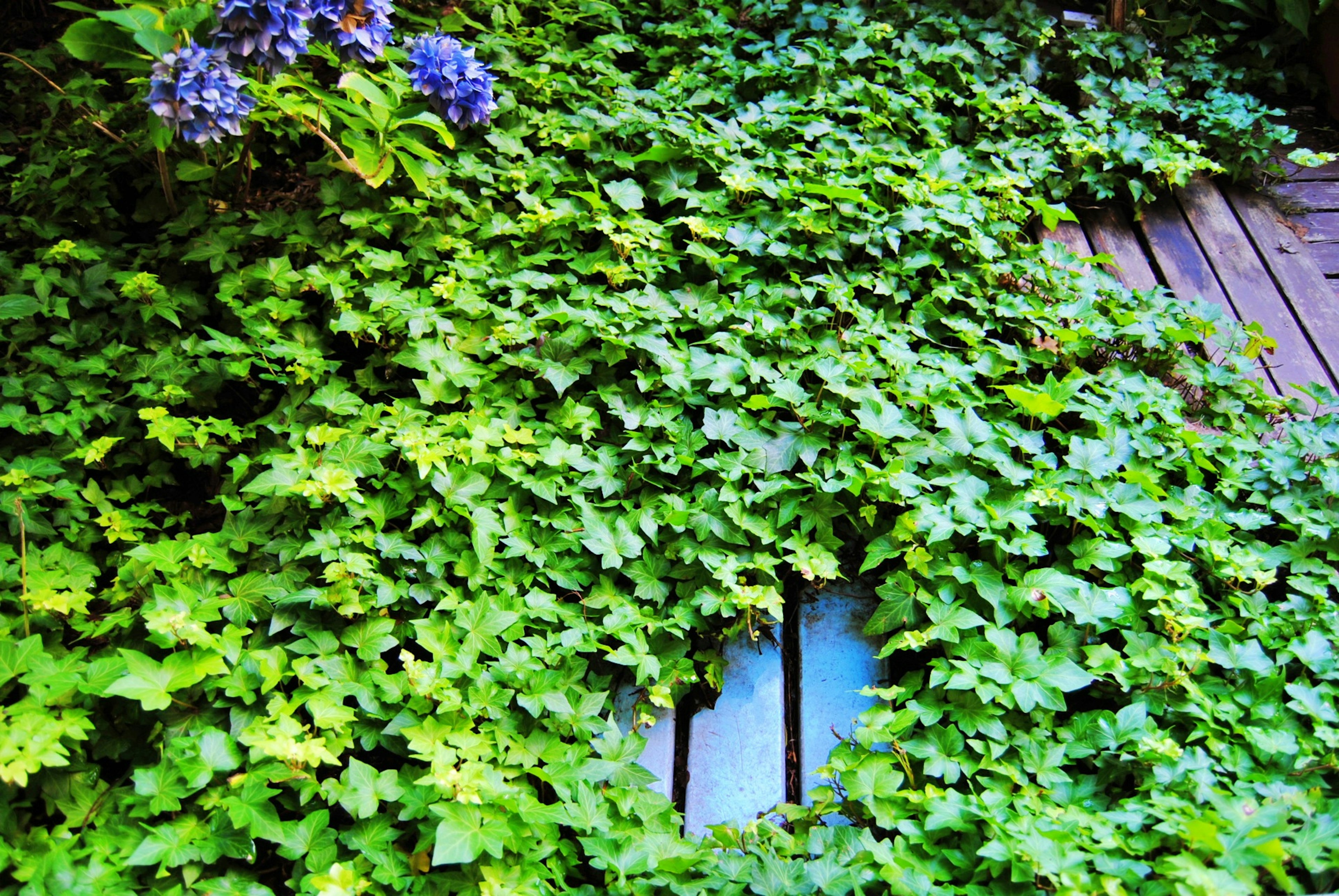 Ivy verde lussureggiante che copre un ponte in legno con fiori viola