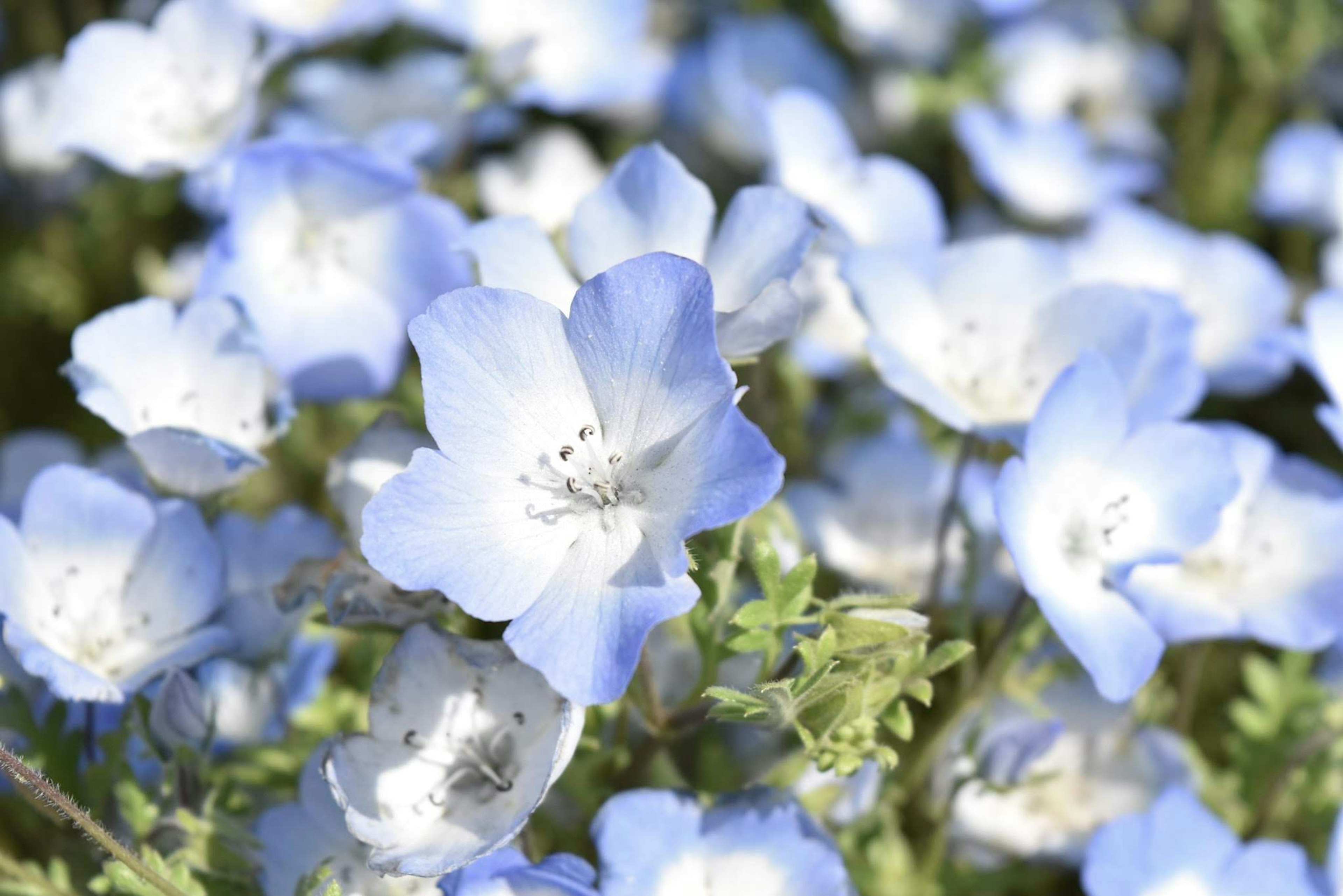 Champ de fleurs bleues délicates en fleurs