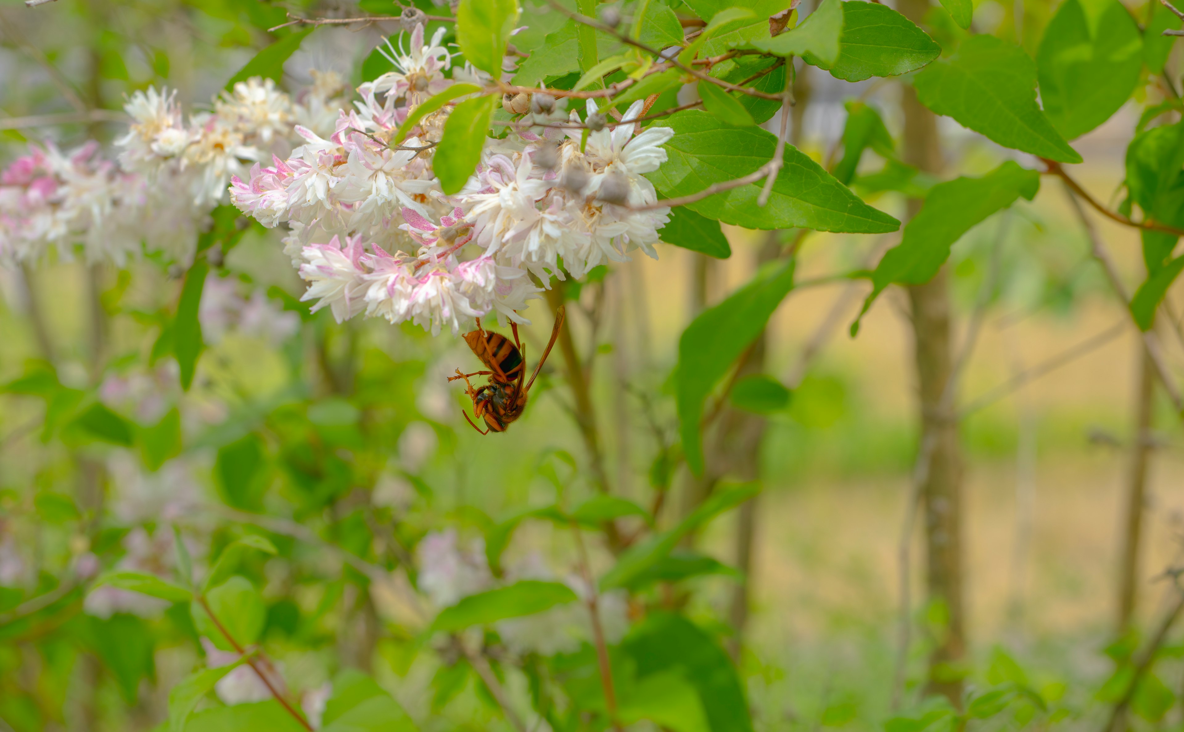 Close-up of a bee on flowers featuring green leaves and pink blooms