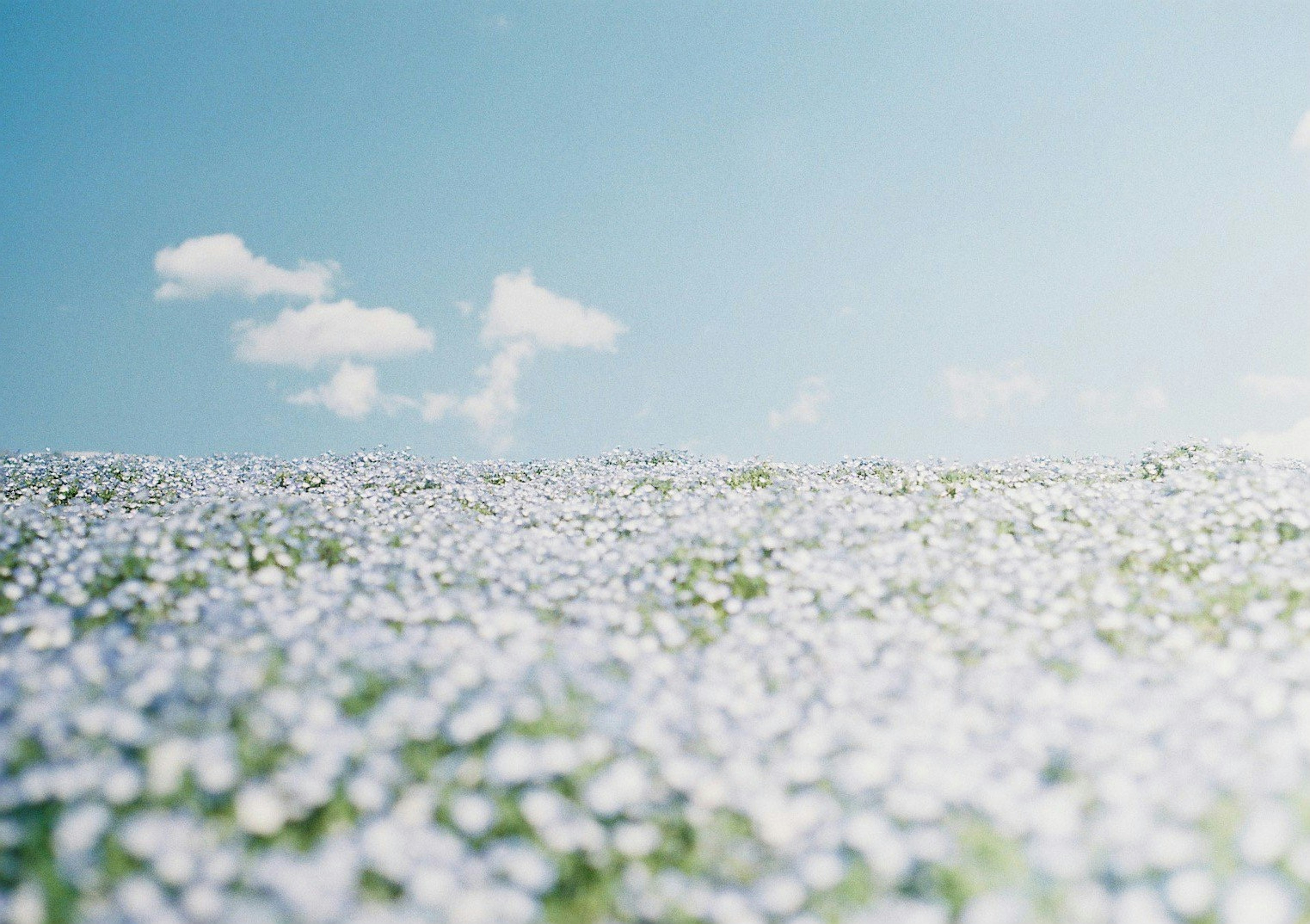 Un campo de flores blancas bajo un cielo azul claro