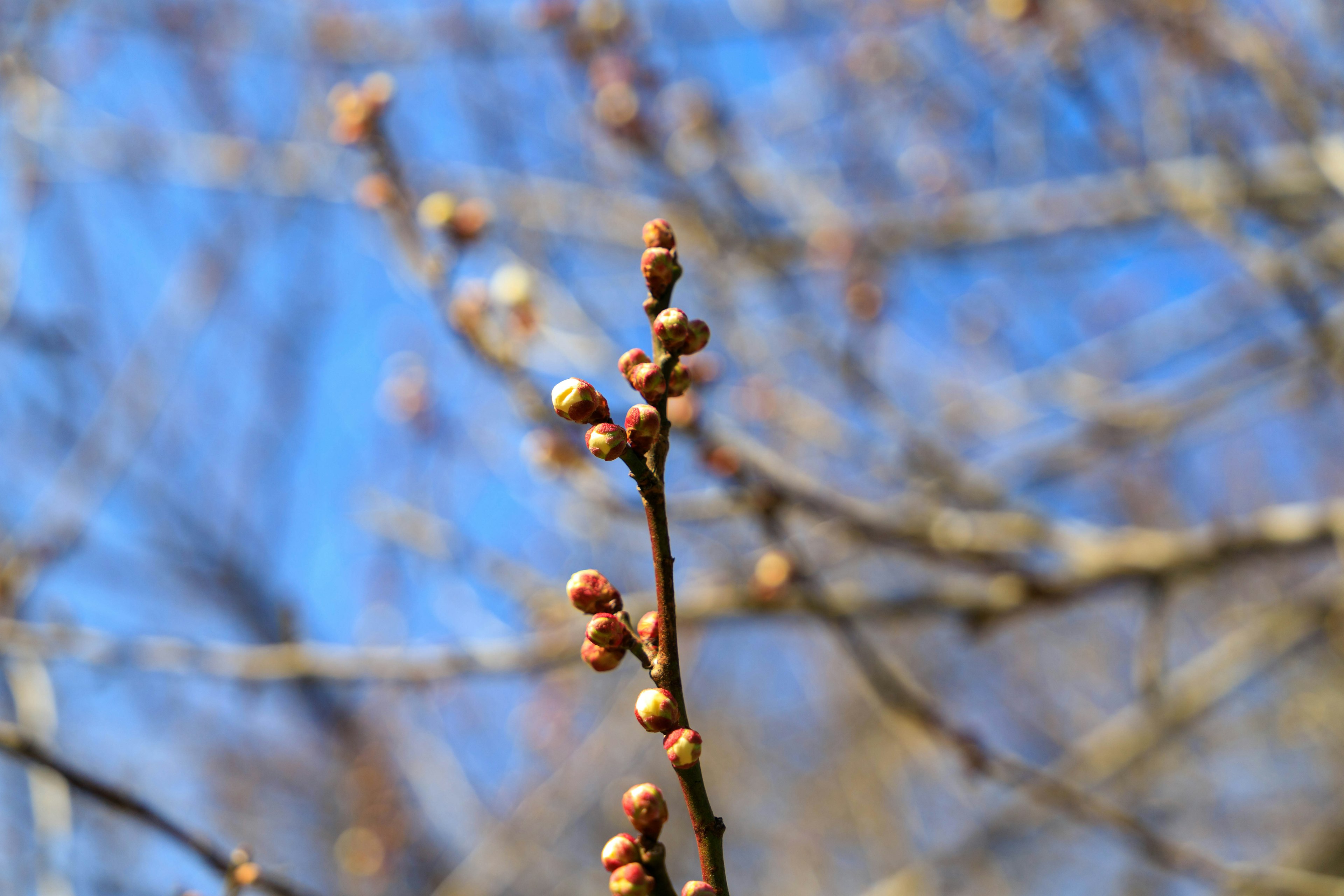 Ein Zweig mit Knospen vor einem blauen Himmel