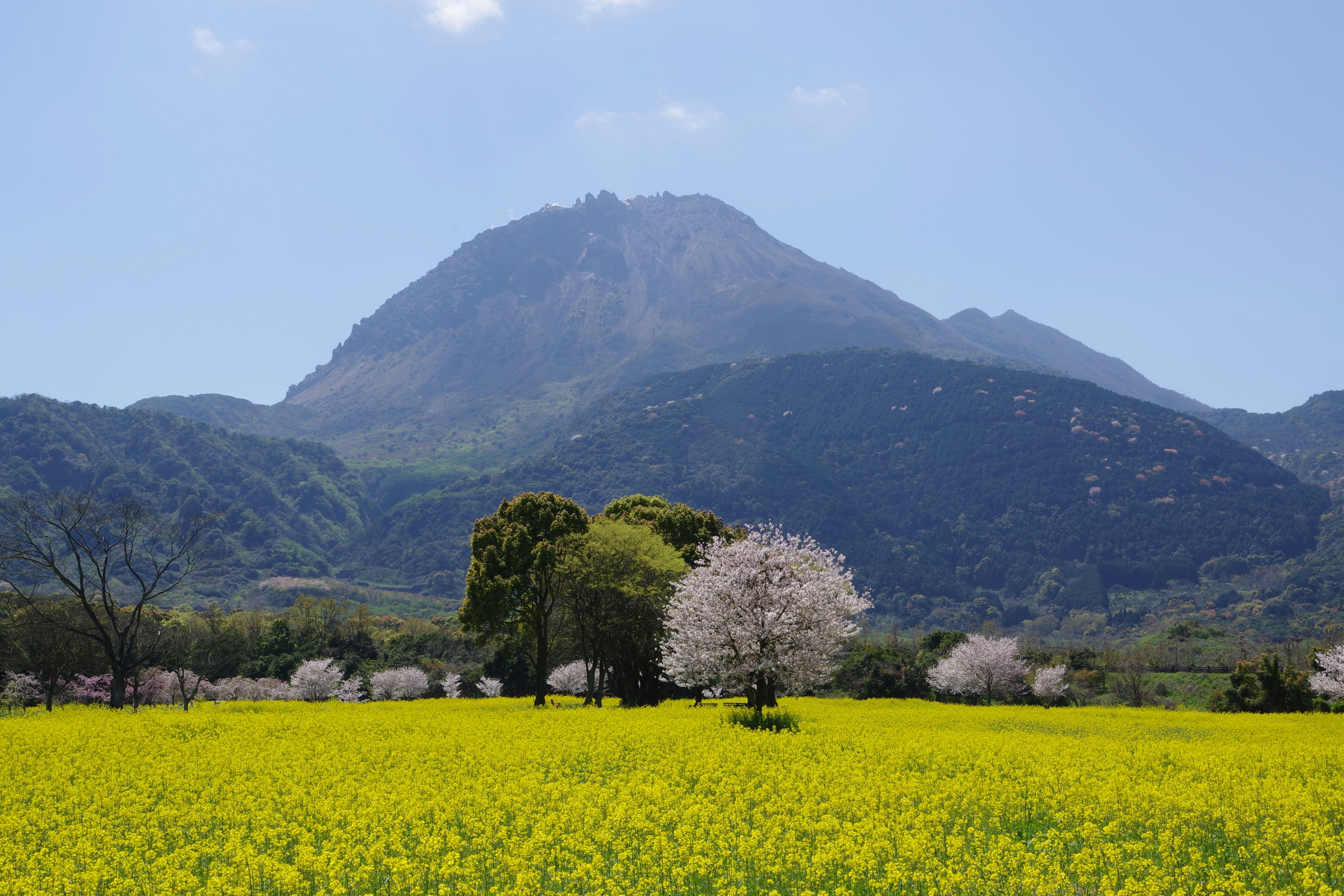 Campo di colza giallo vibrante con alberi di ciliegio e montagne sullo sfondo