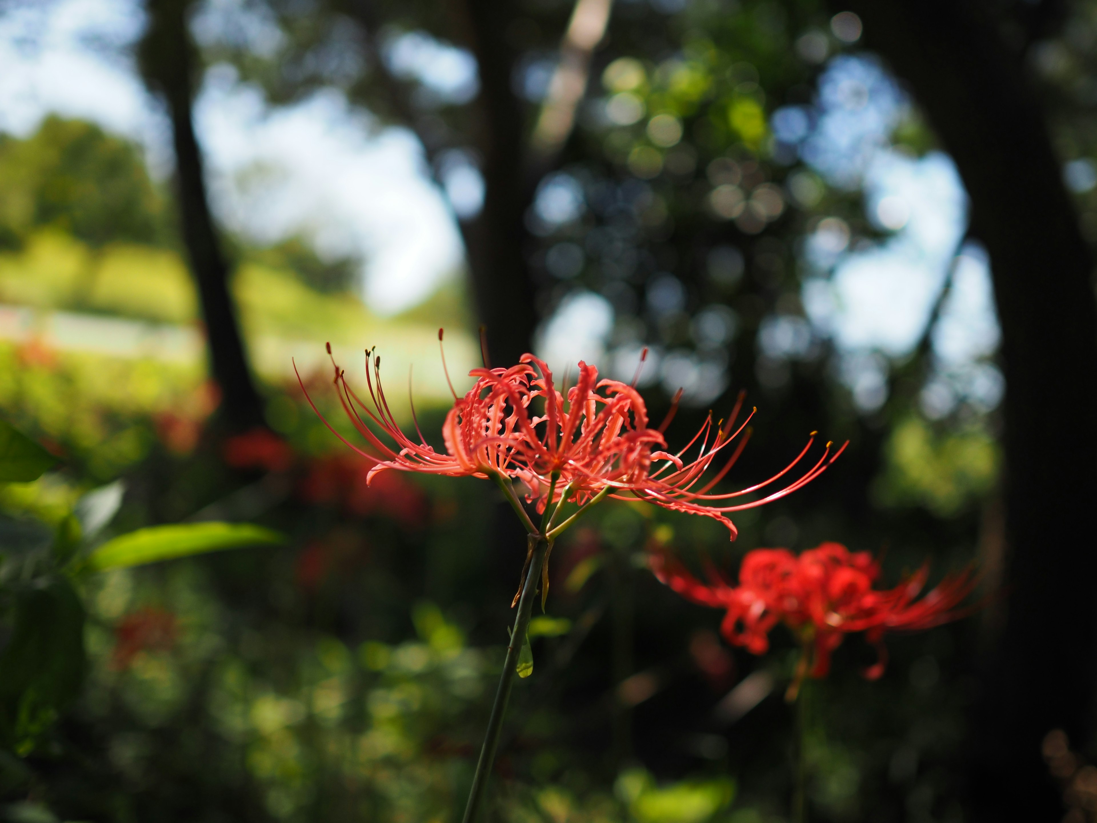 Lys araignée rouge se détache sur un fond vert