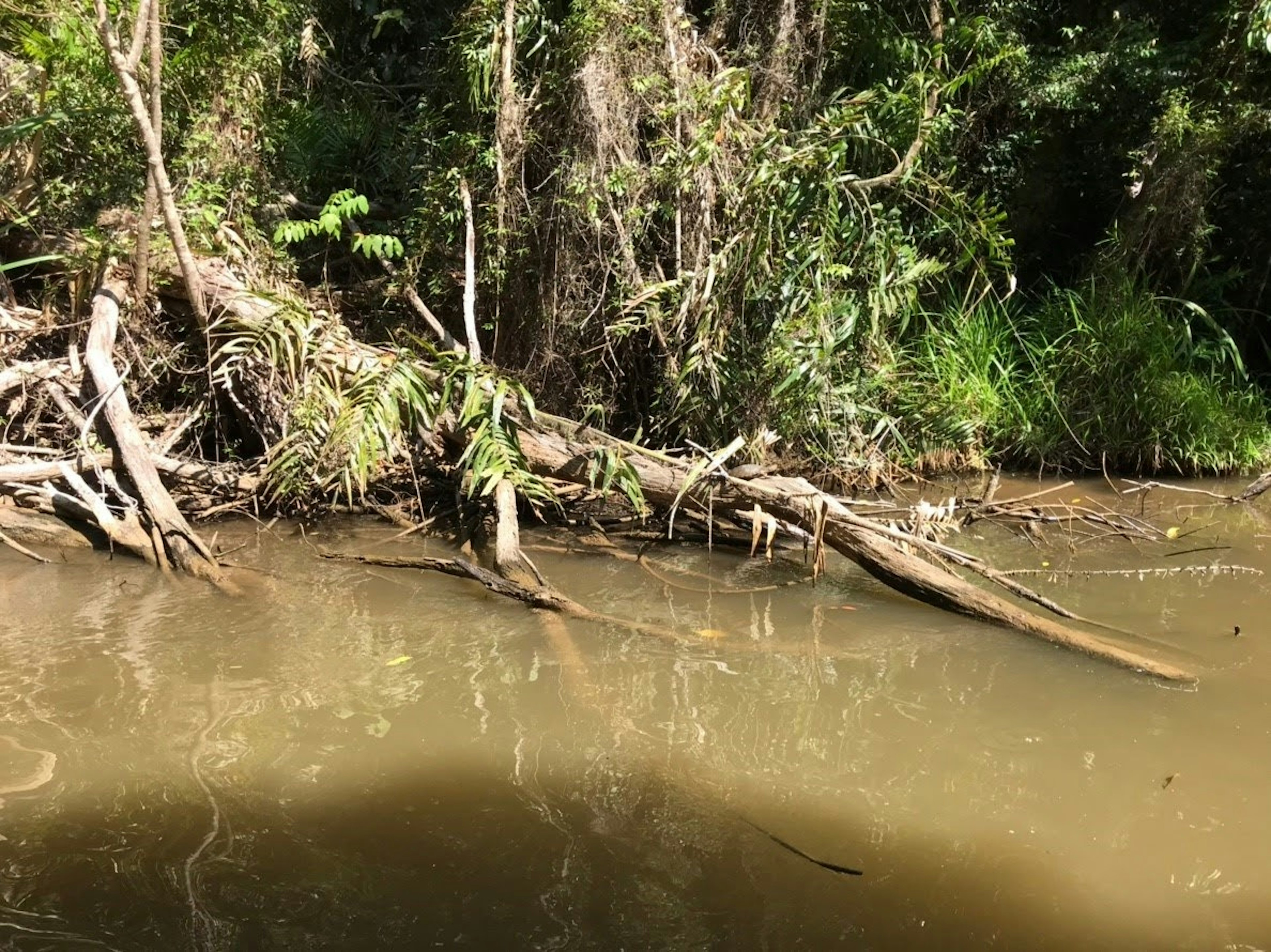 Fallen tree along a quiet riverbank with lush green vegetation