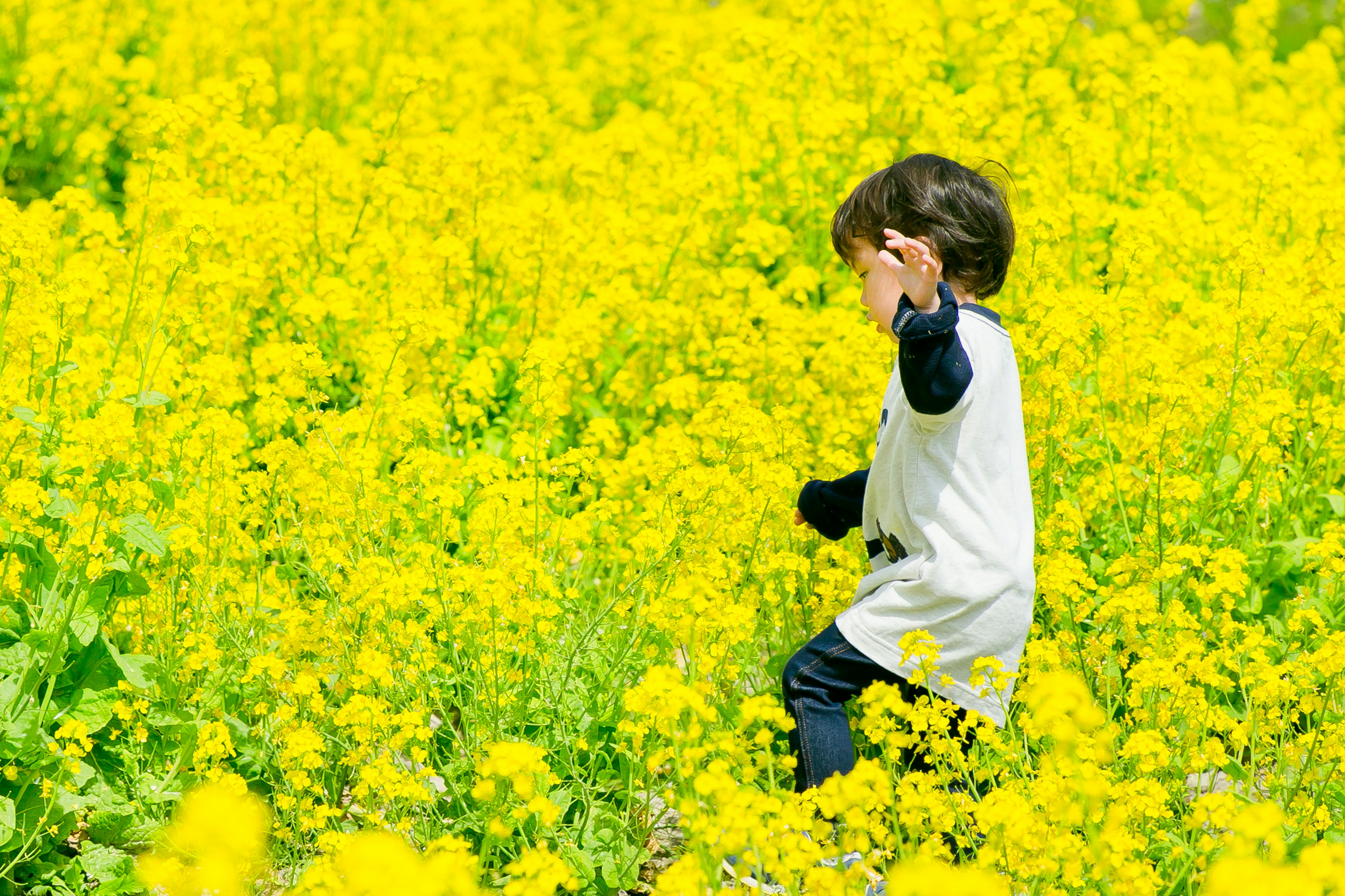 Child walking in a field of yellow flowers