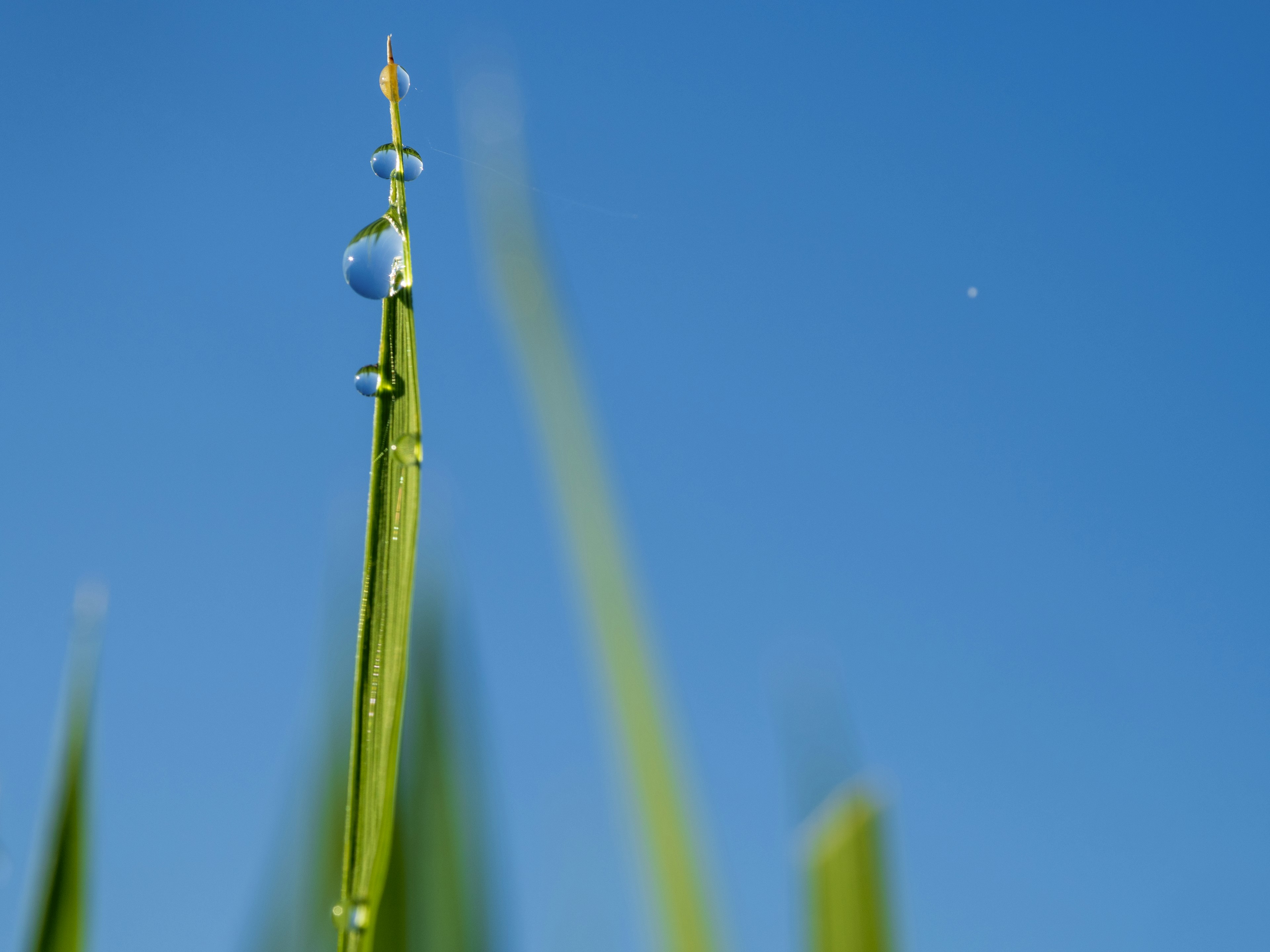 青空の下に立つ水滴のある草の葉