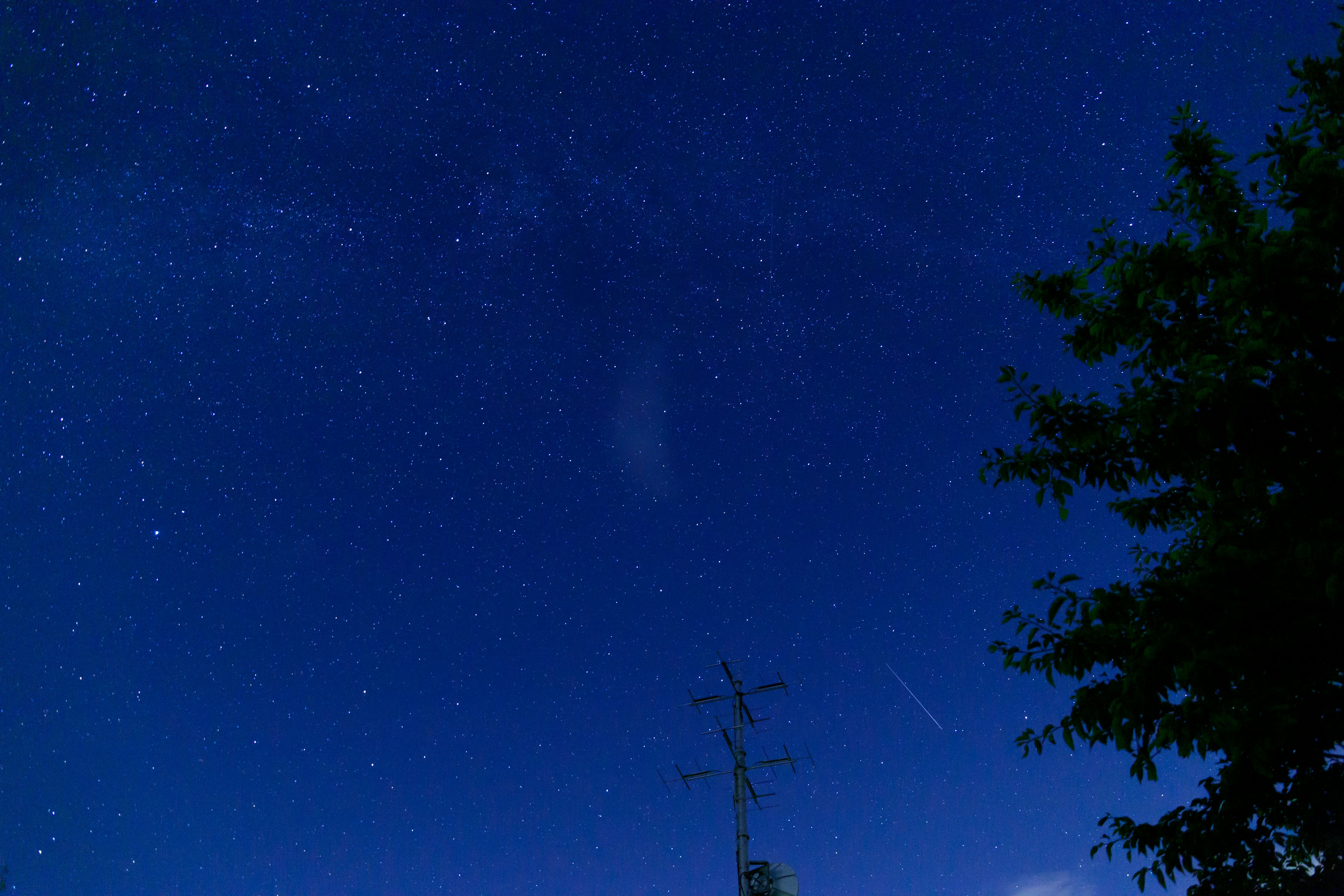 Langit malam dipenuhi bintang dan siluet pohon