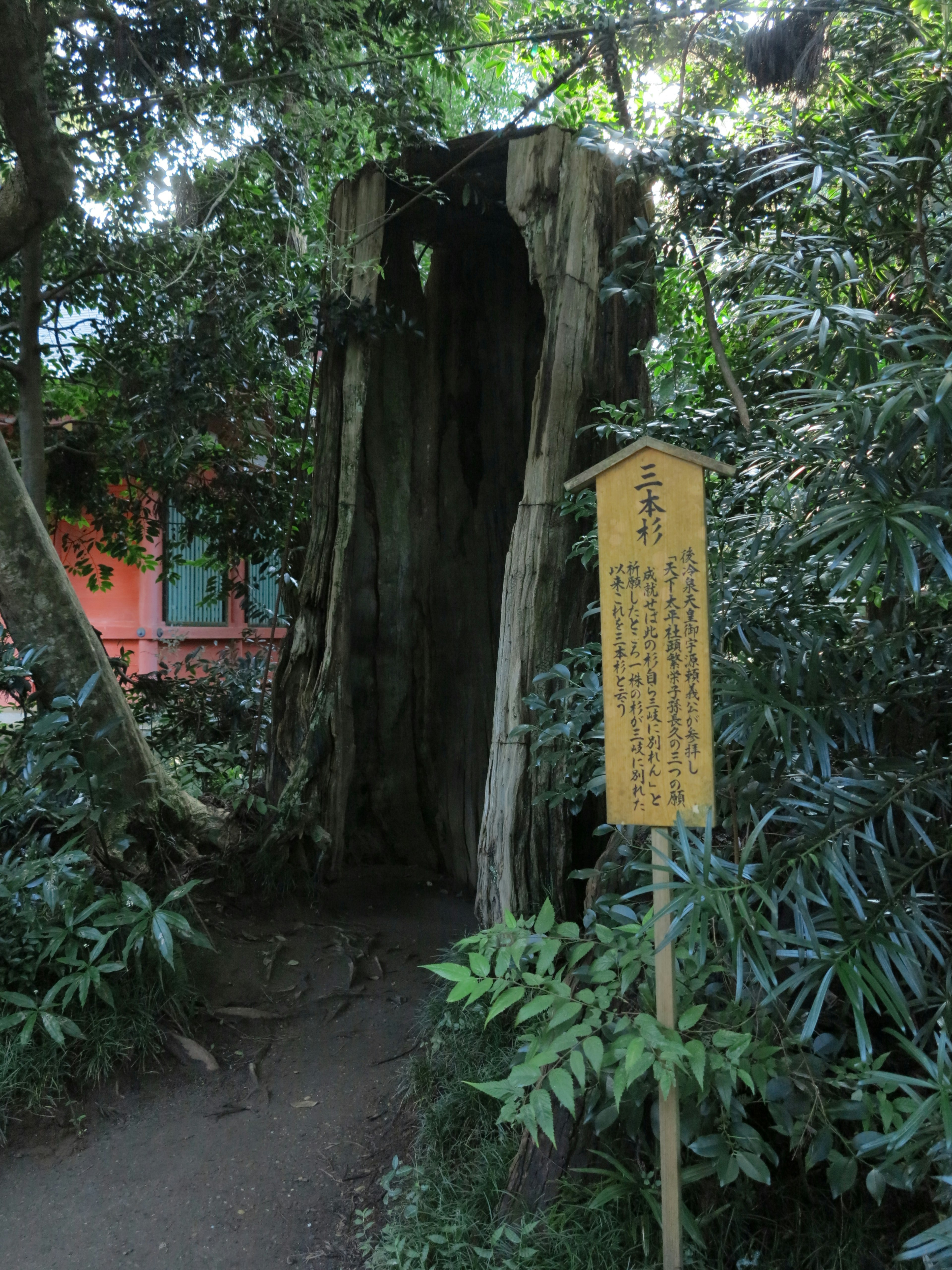 Gran tocón de árbol en el bosque con un cartel informativo cercano