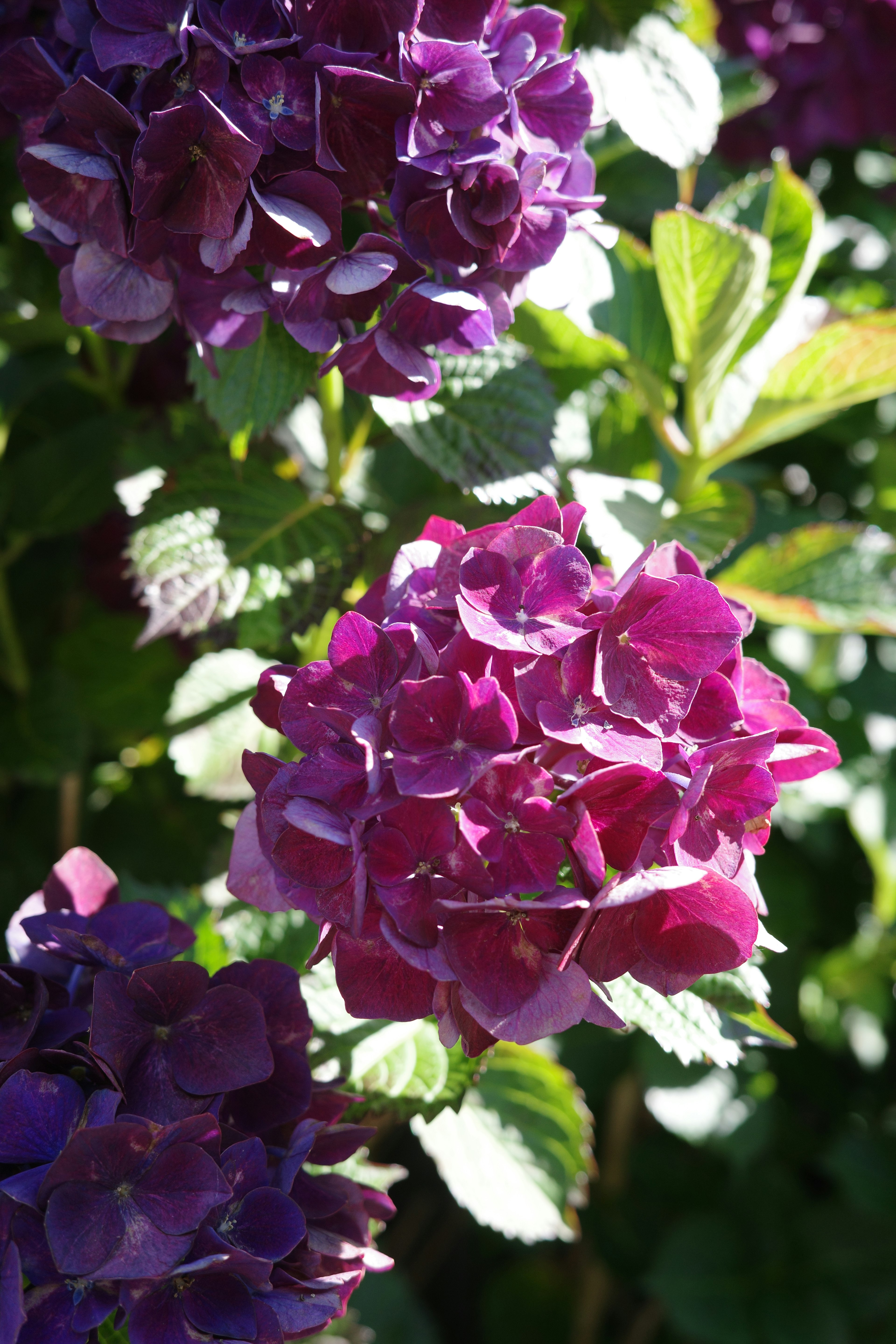 Gros plan sur des fleurs d'hortensia violettes au soleil