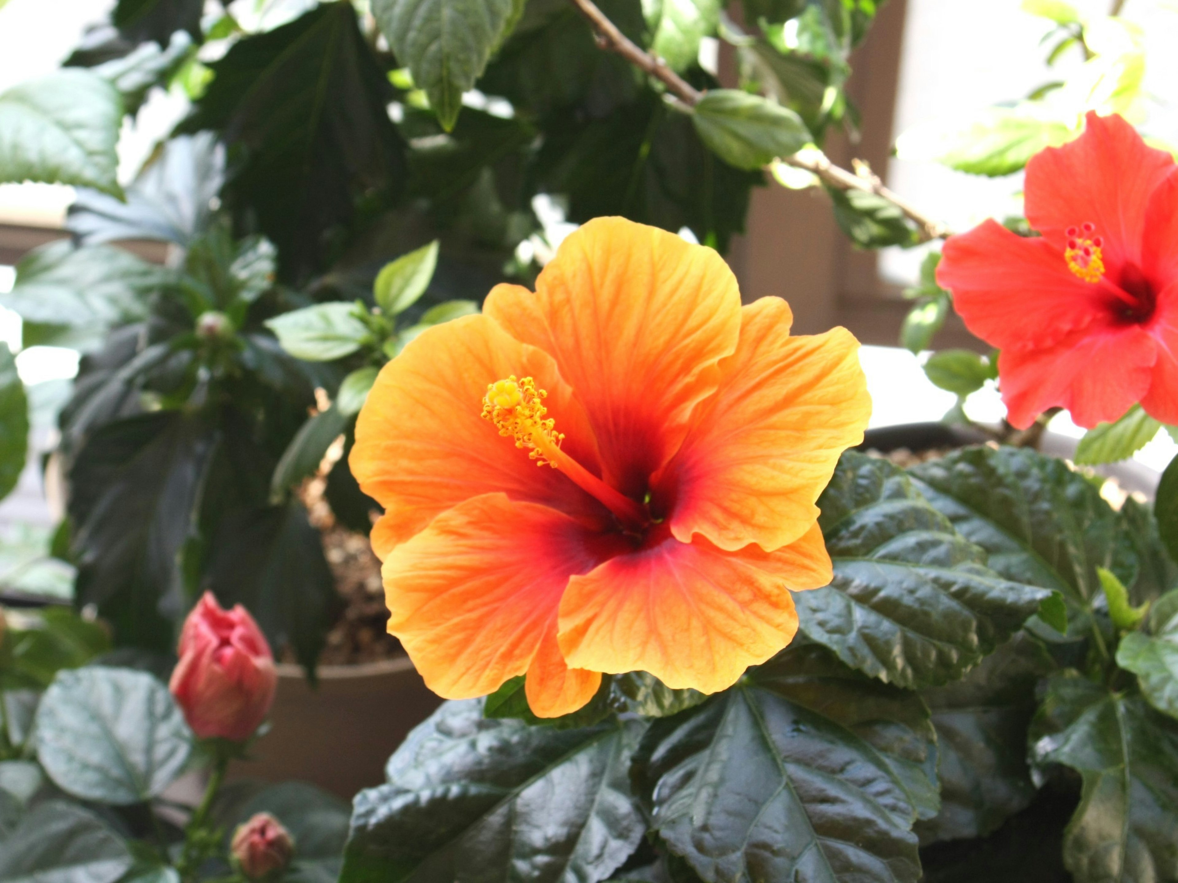 Lebendige orange Hibiskusblüte, die zwischen grünen Blättern blüht