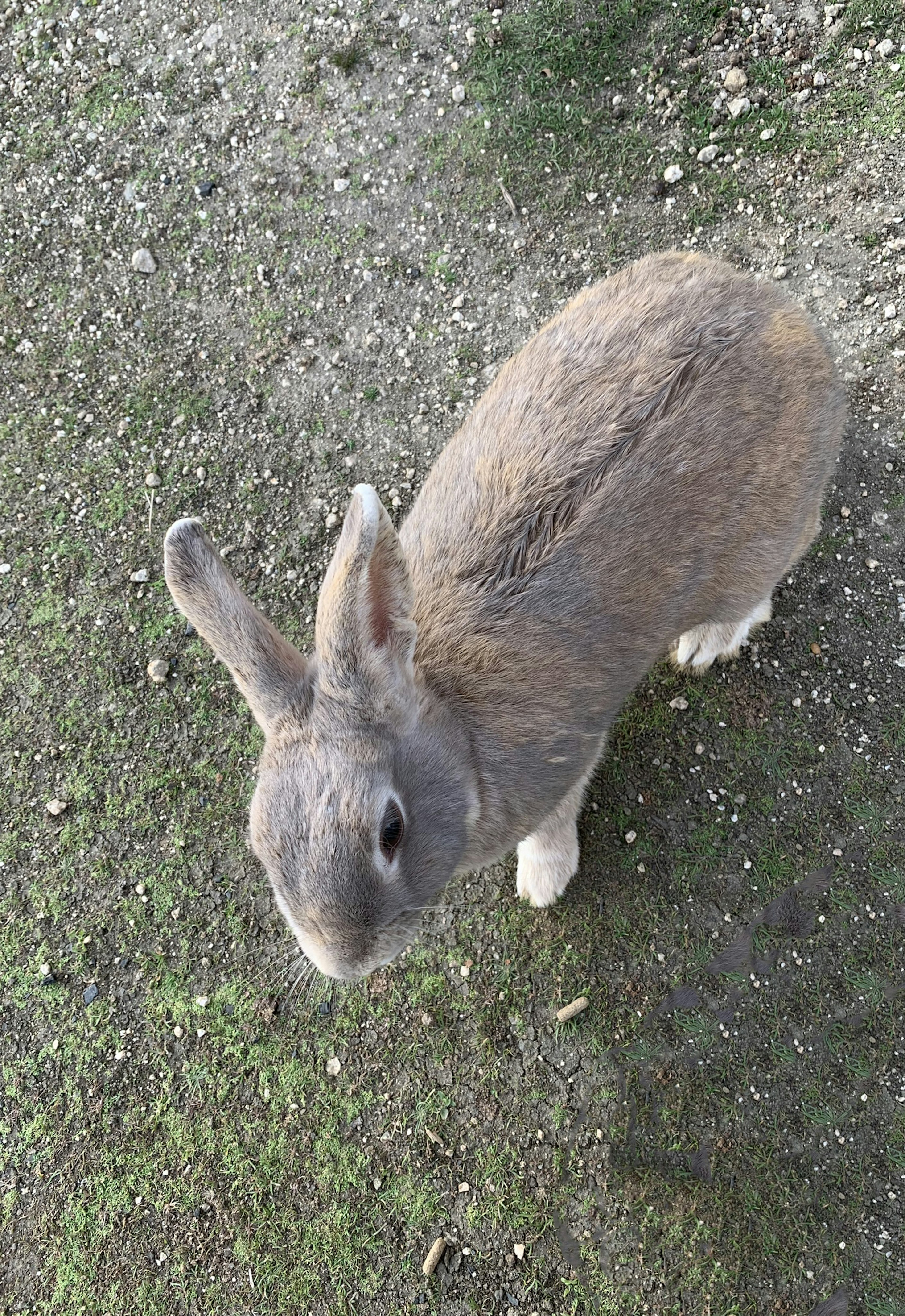 Gray rabbit standing on green grass