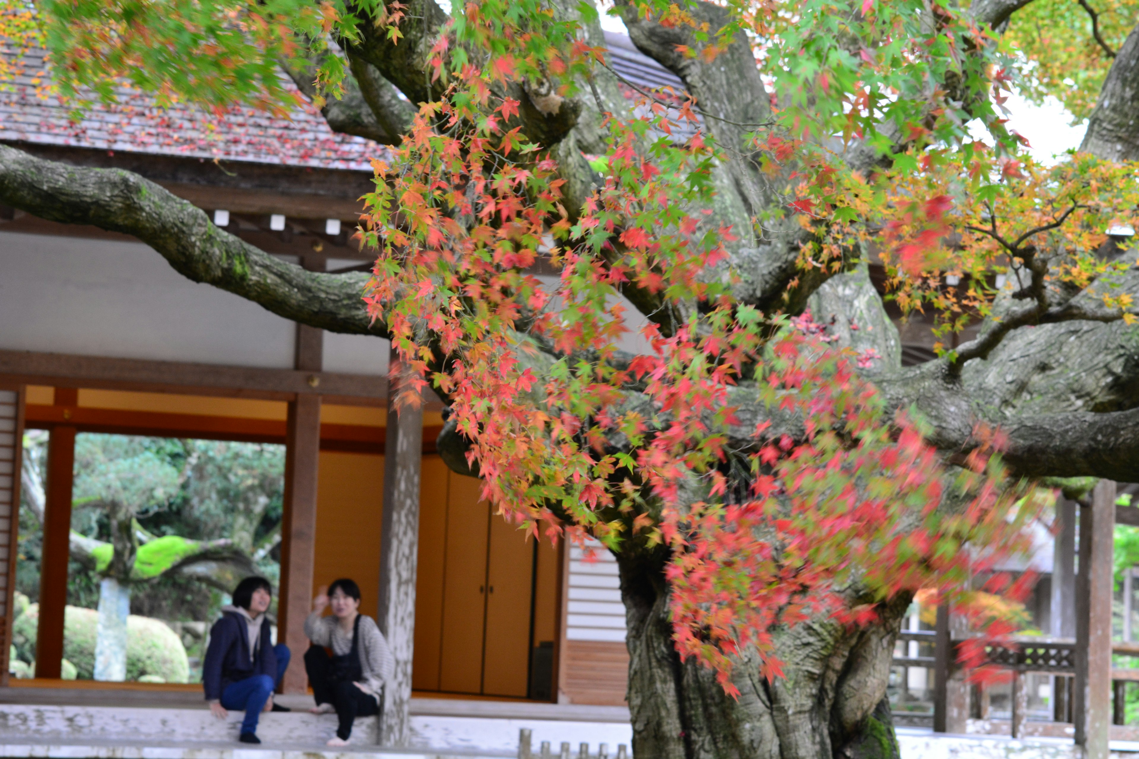 秋色の葉を持つ大きな木と二人の人が座っている日本の風景