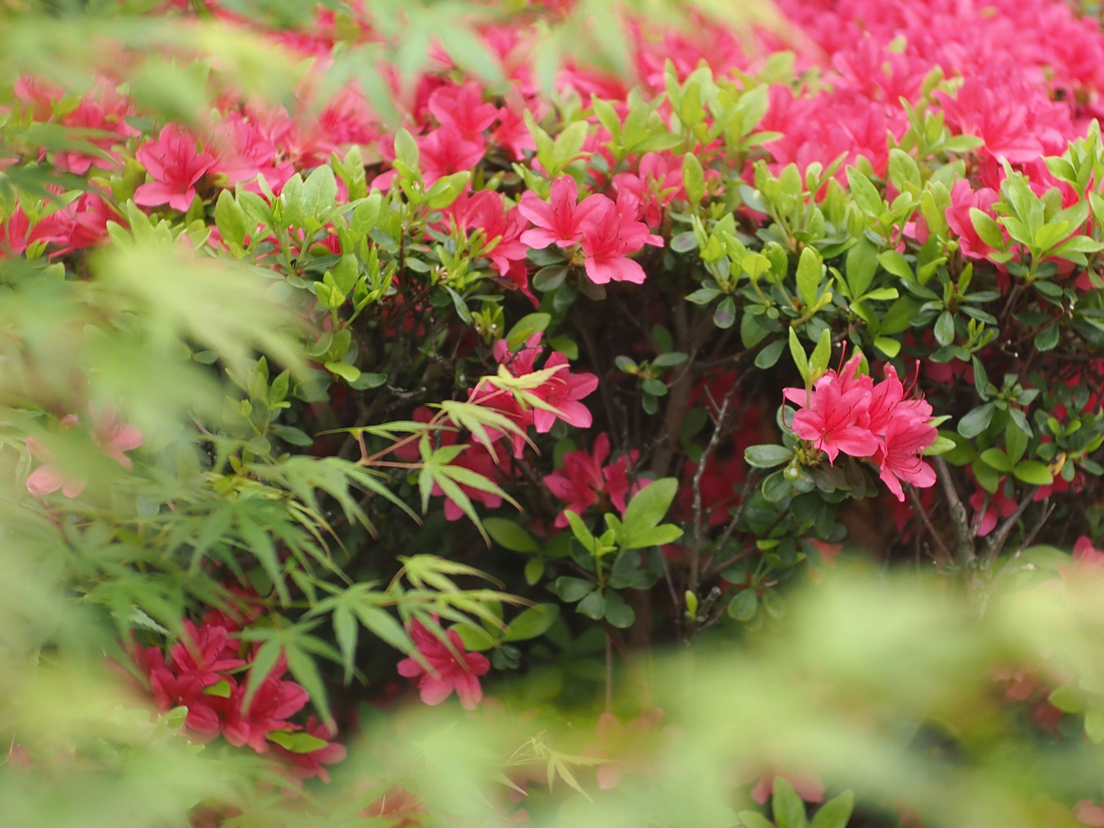 Vibrant pink flowers of azaleas surrounded by green leaves