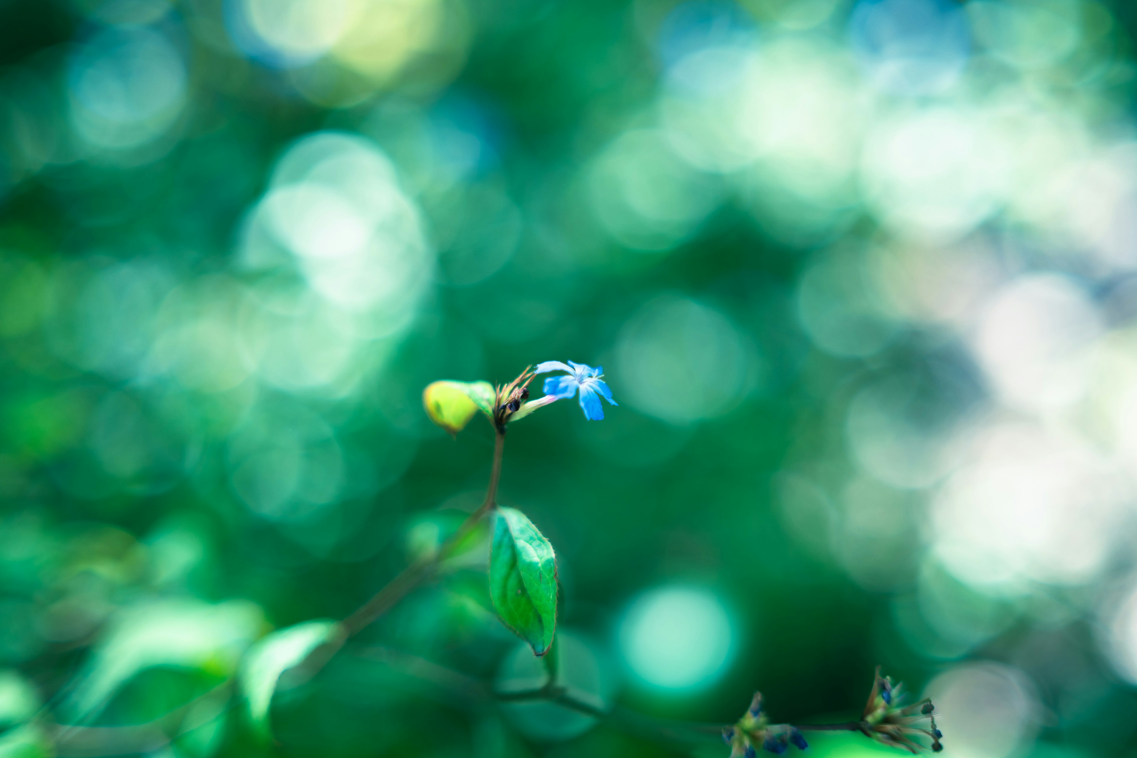 Image floue d'une fleur bleue avec un fond vert