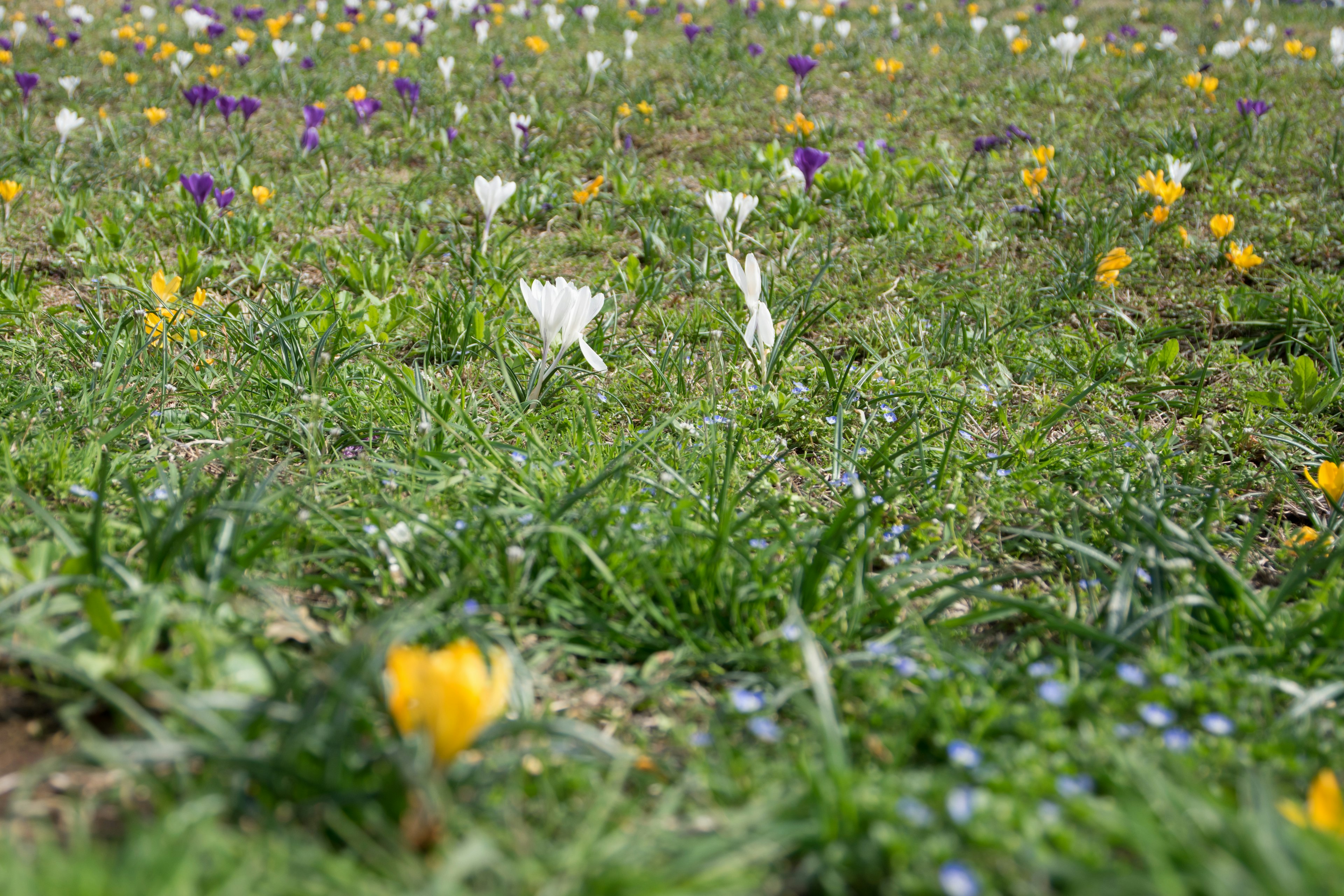 Ein bunter Blumenfeld mit blühenden Blumen und grünem Gras