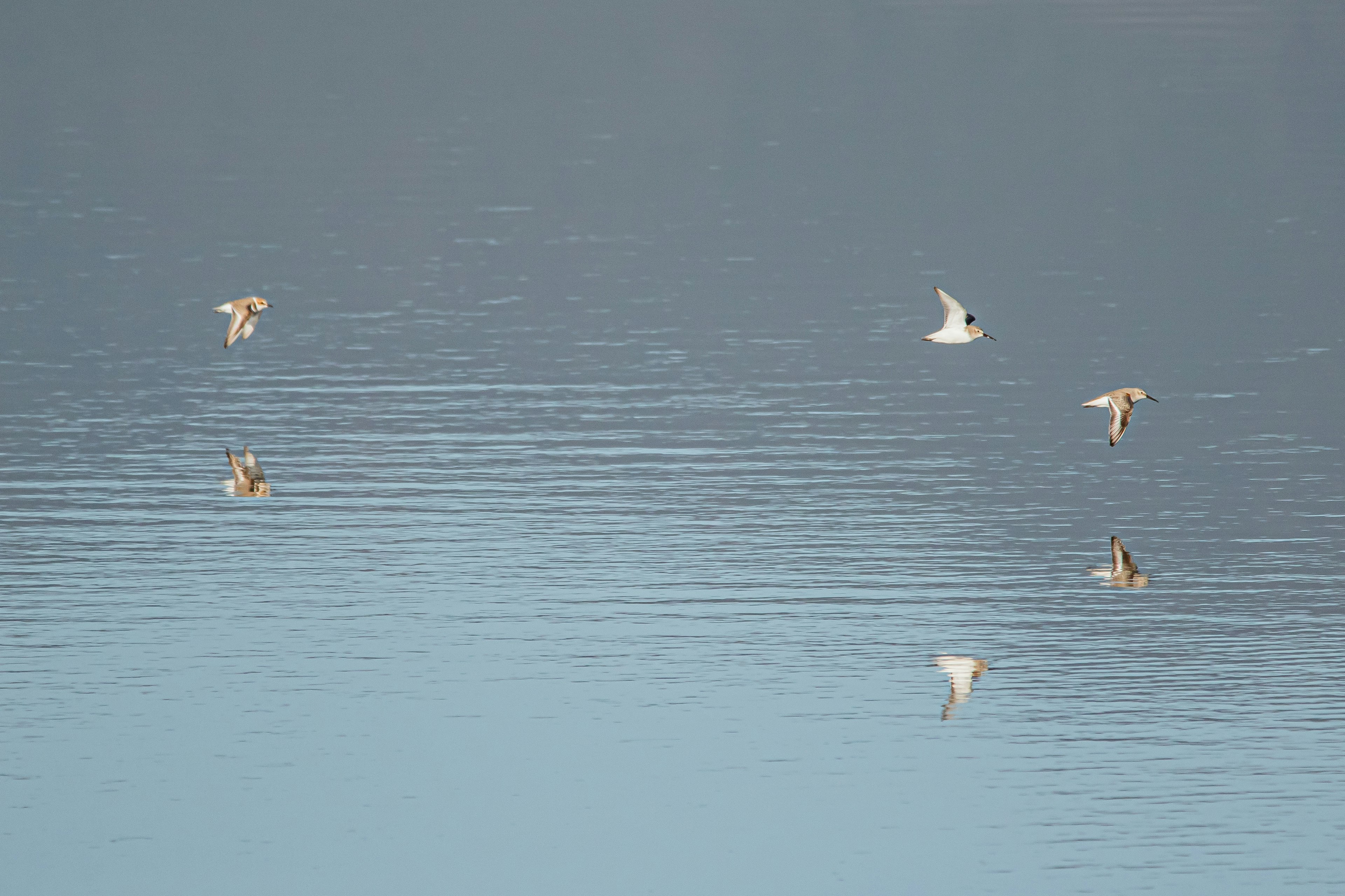 Diversi uccelli che galleggiano su una superficie d'acqua calma