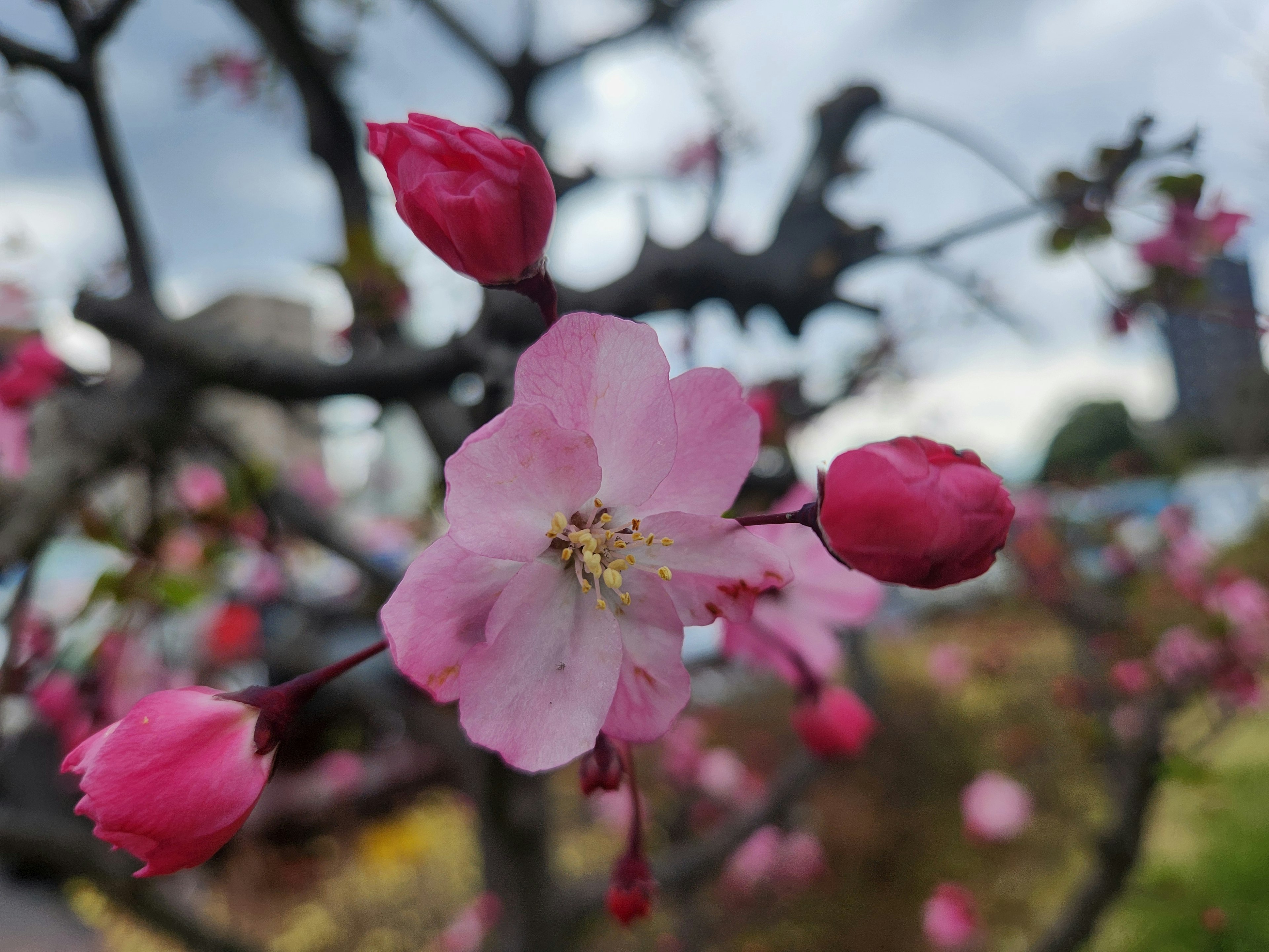 Nahaufnahme von Kirschblüten und Knospen an einem Zweig