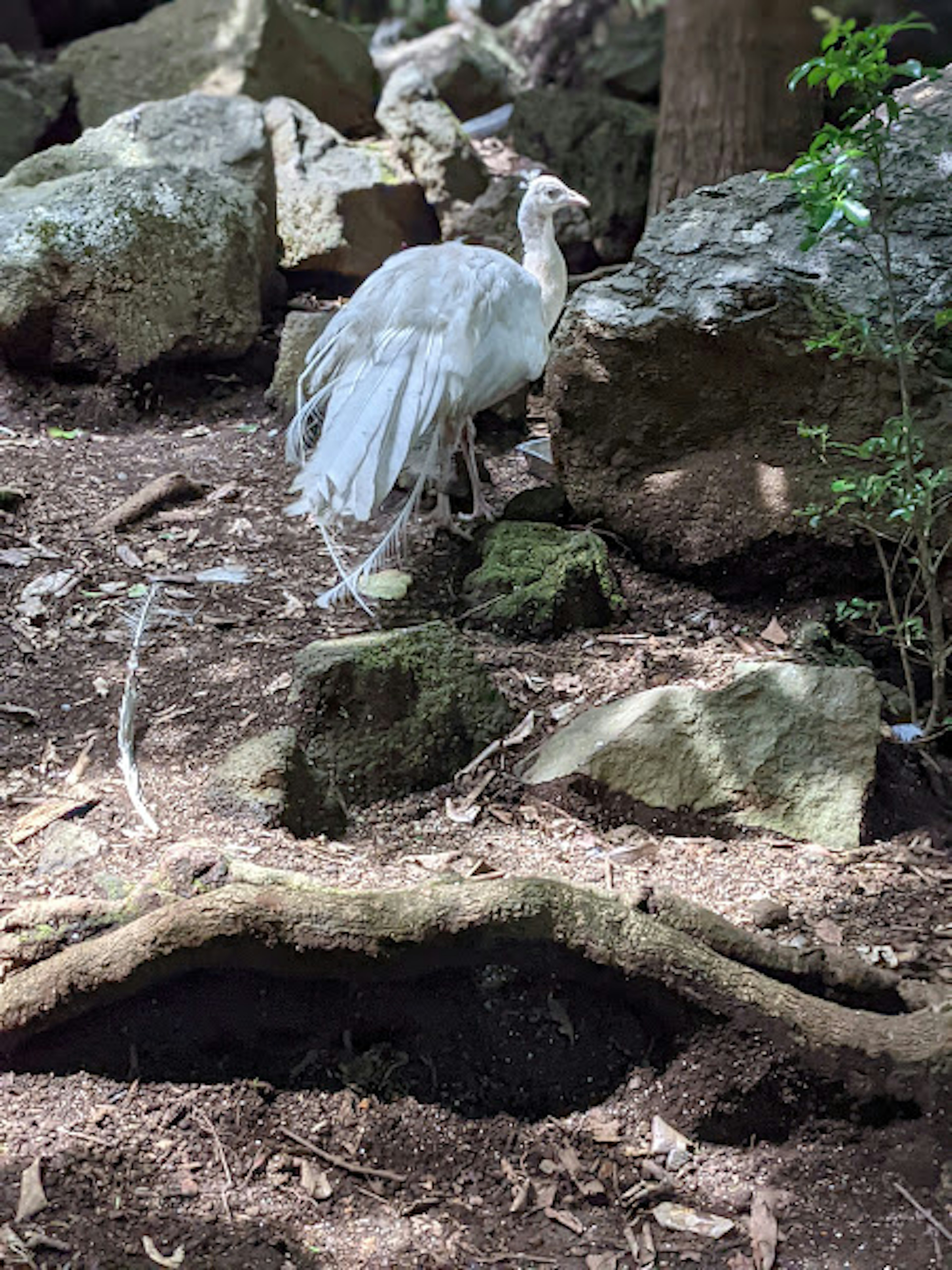 Un paon blanc se tenant près de rochers dans un cadre forestier